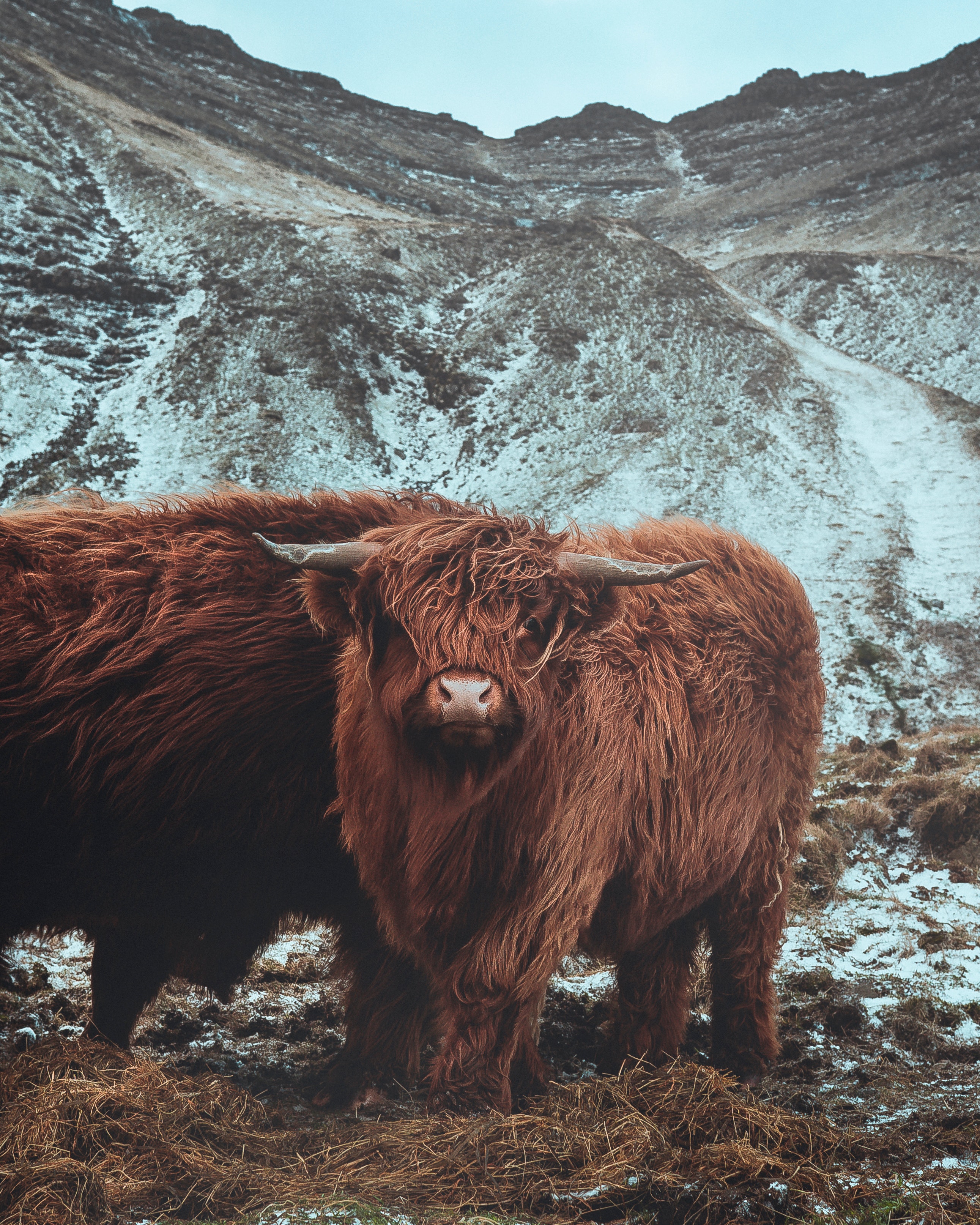 Highland Cow Wallpapers