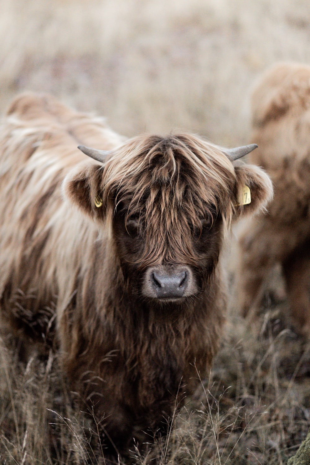 Highland Cow Wallpapers