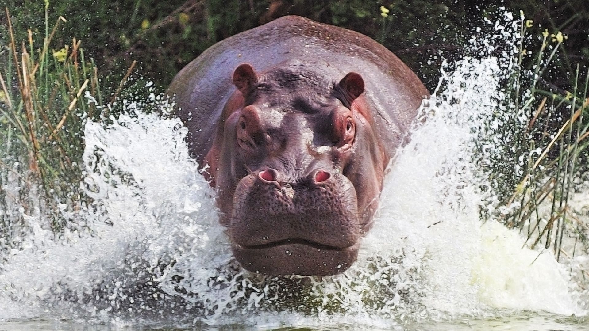 Hippo Wallpapers