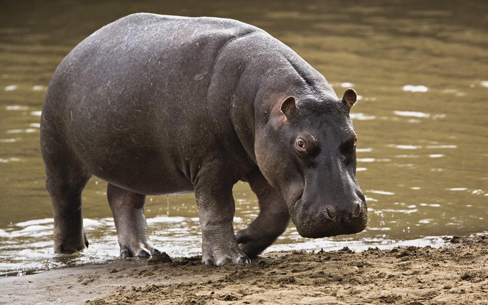 Hippo Wallpapers