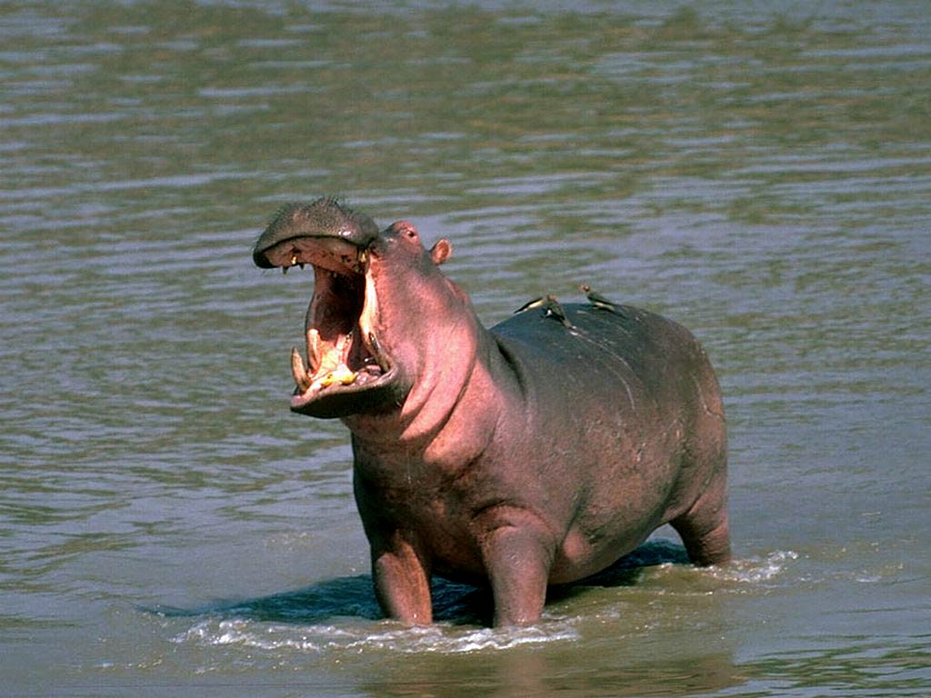 Hippo Wallpapers