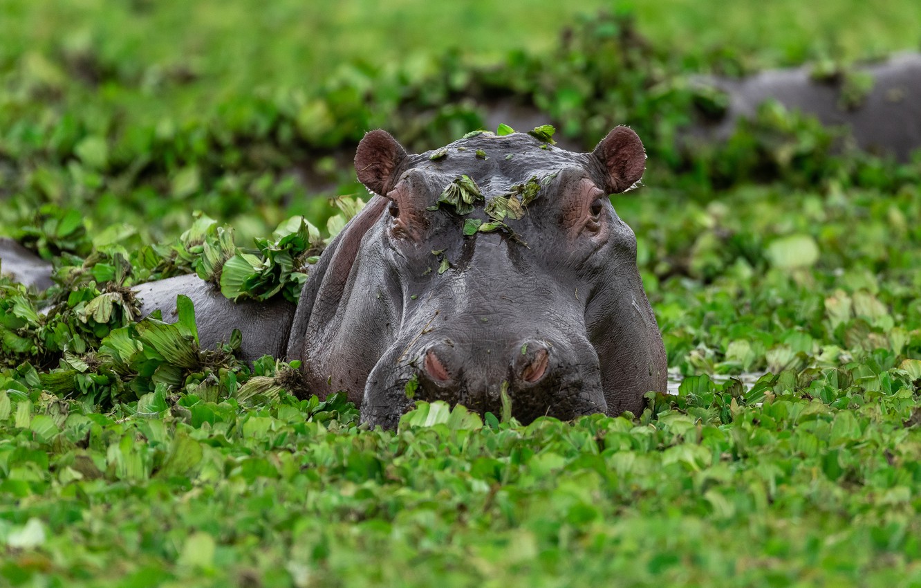 Hippo Wallpapers