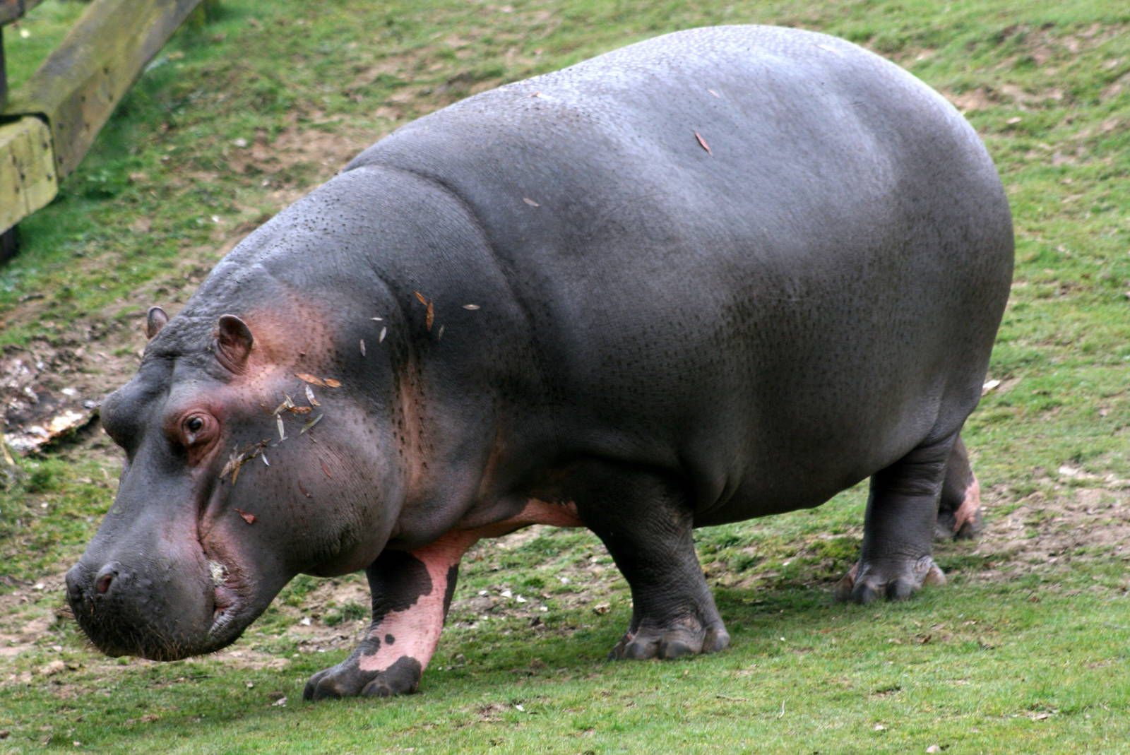 Hippo Wallpapers