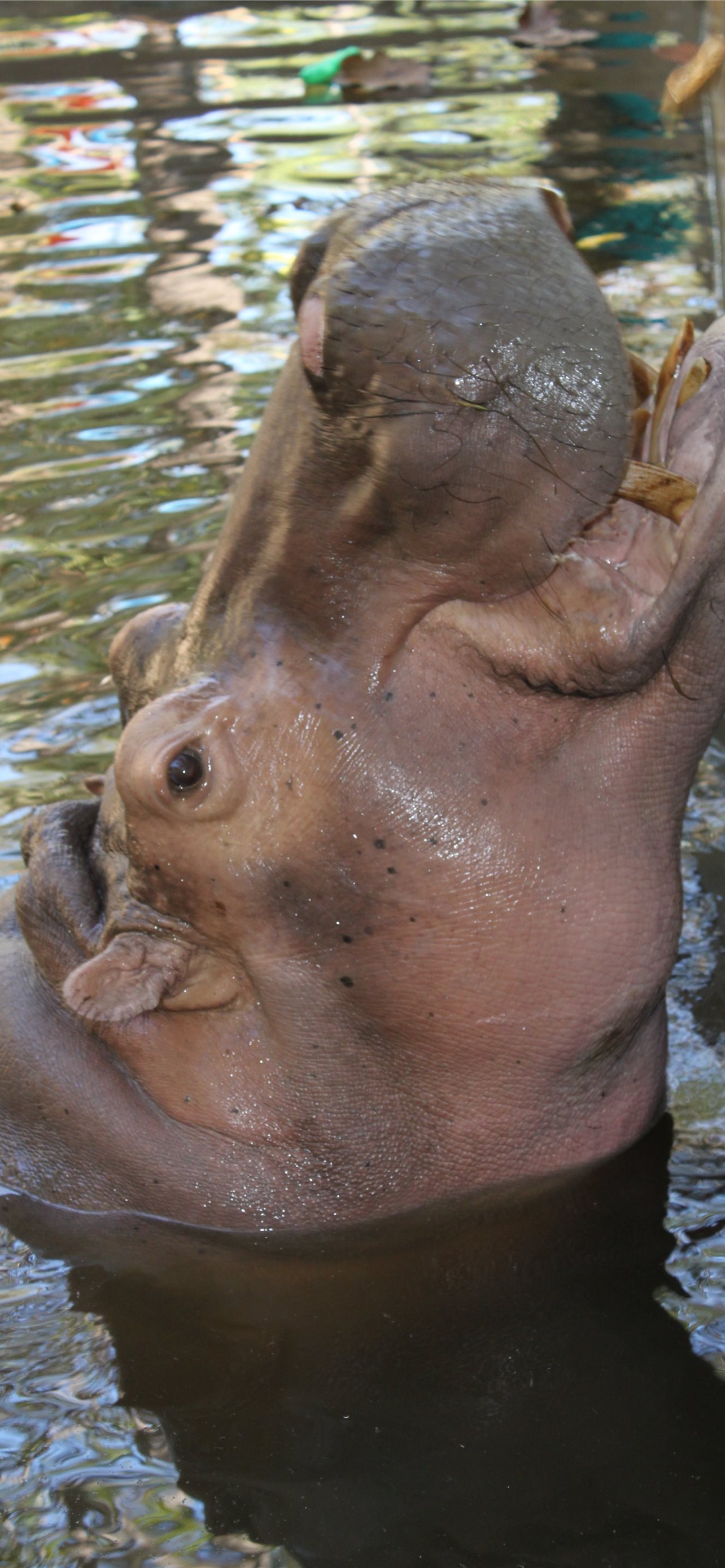 Hippo Wallpapers