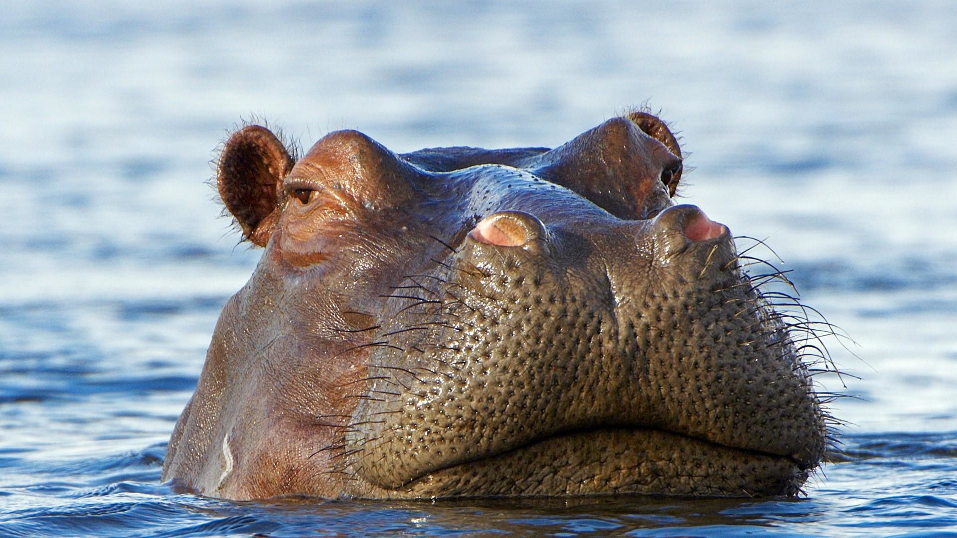 Hippopotamus Wallpapers