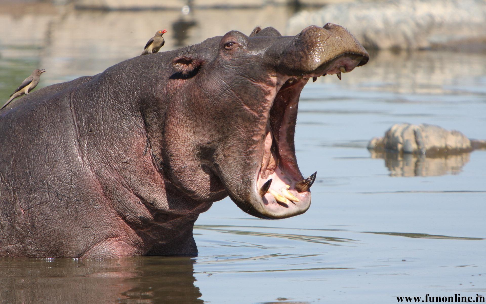 Hippopotamus Wallpapers