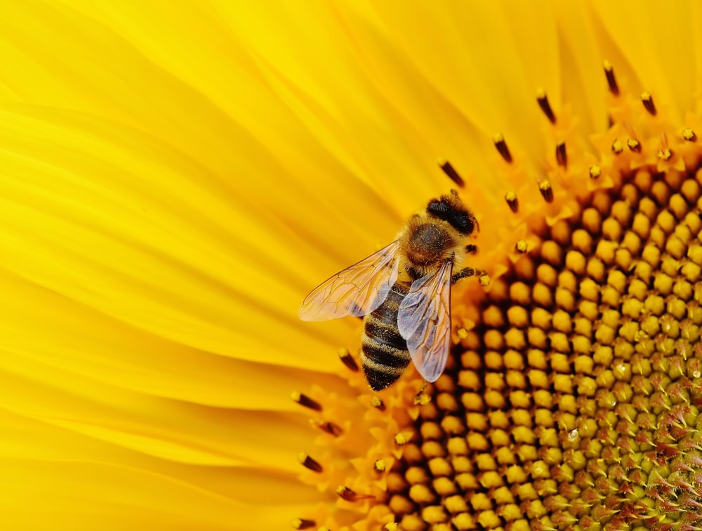 Honey Bee Wallpapers