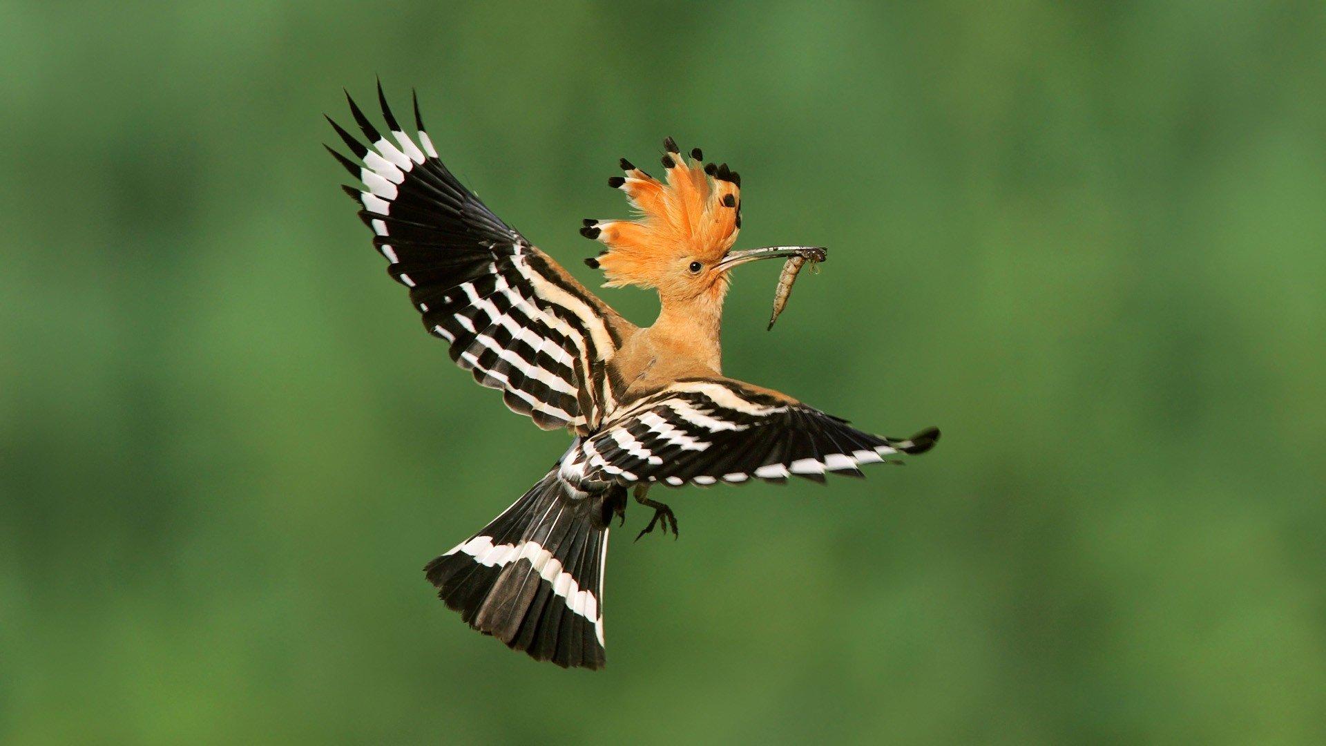 Hoopoe Wallpapers