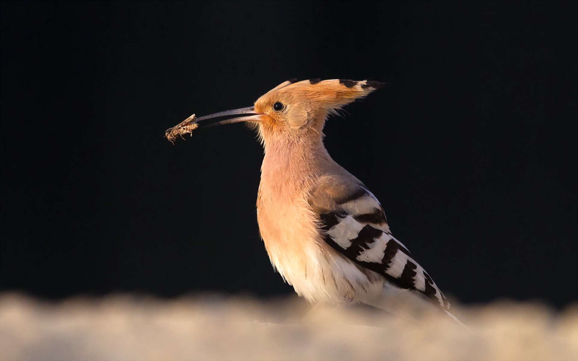 Hoopoe Wallpapers