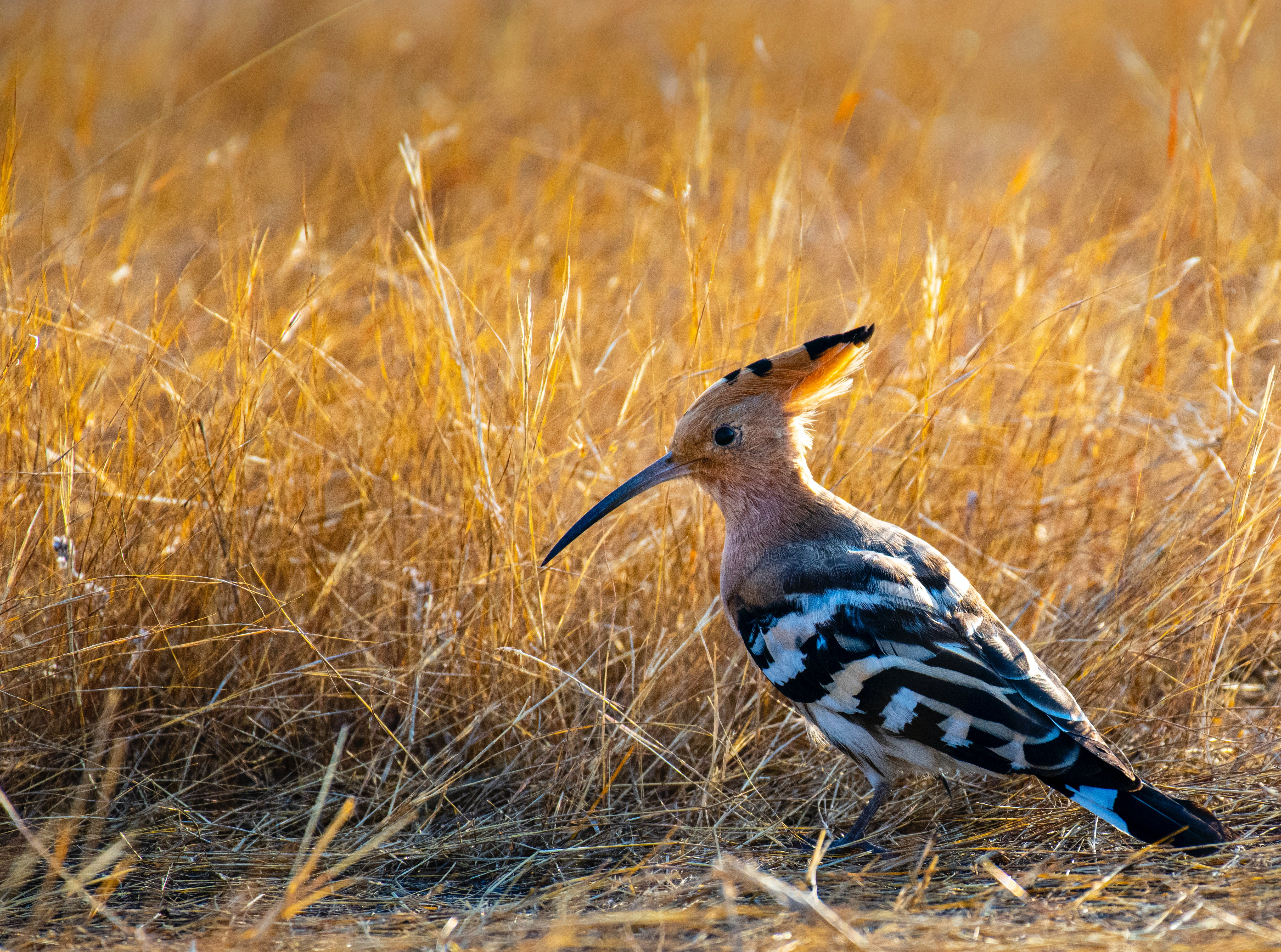 Hoopoe Wallpapers