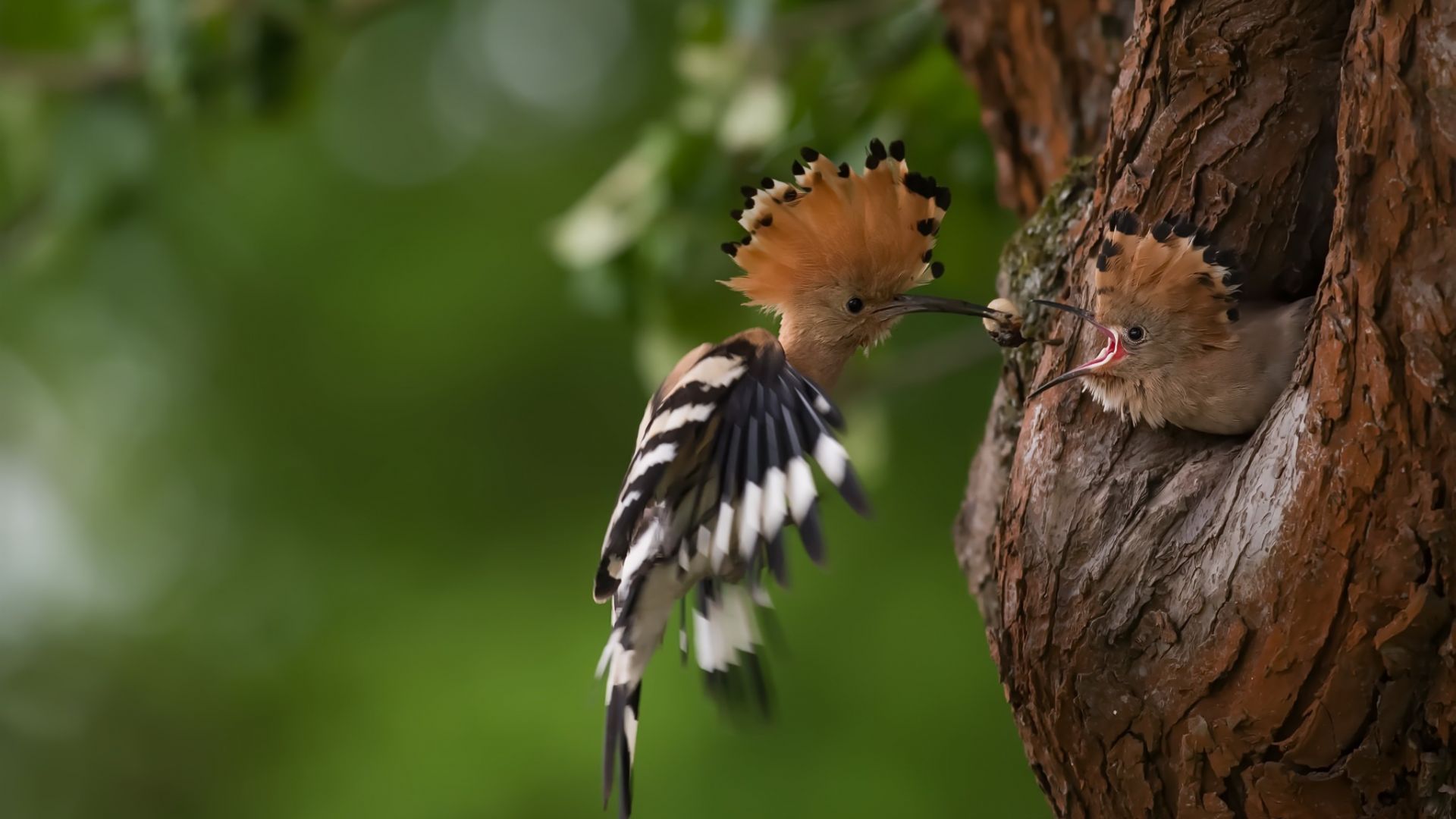 Hoopoe Wallpapers