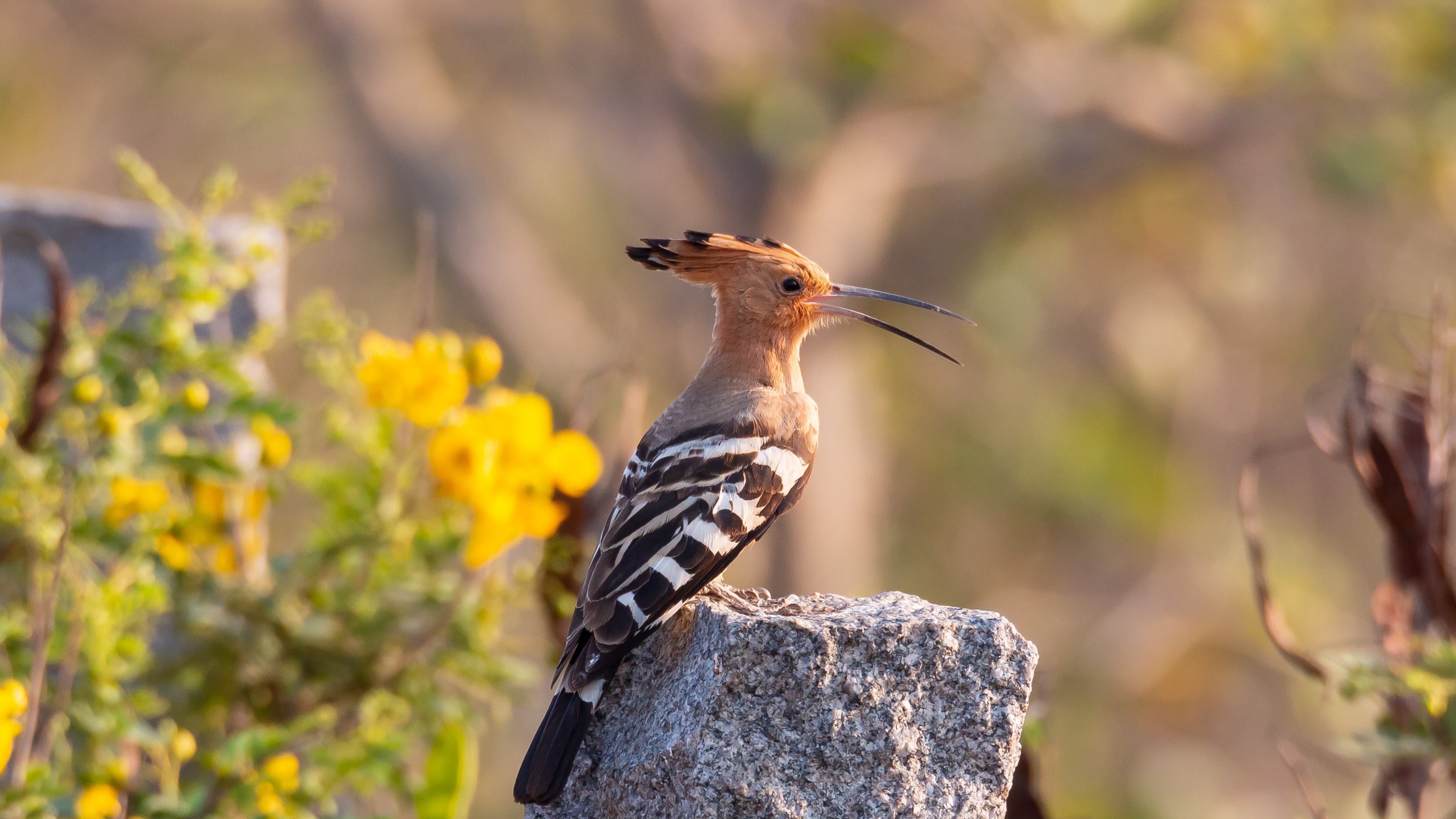 Hoopoe Wallpapers