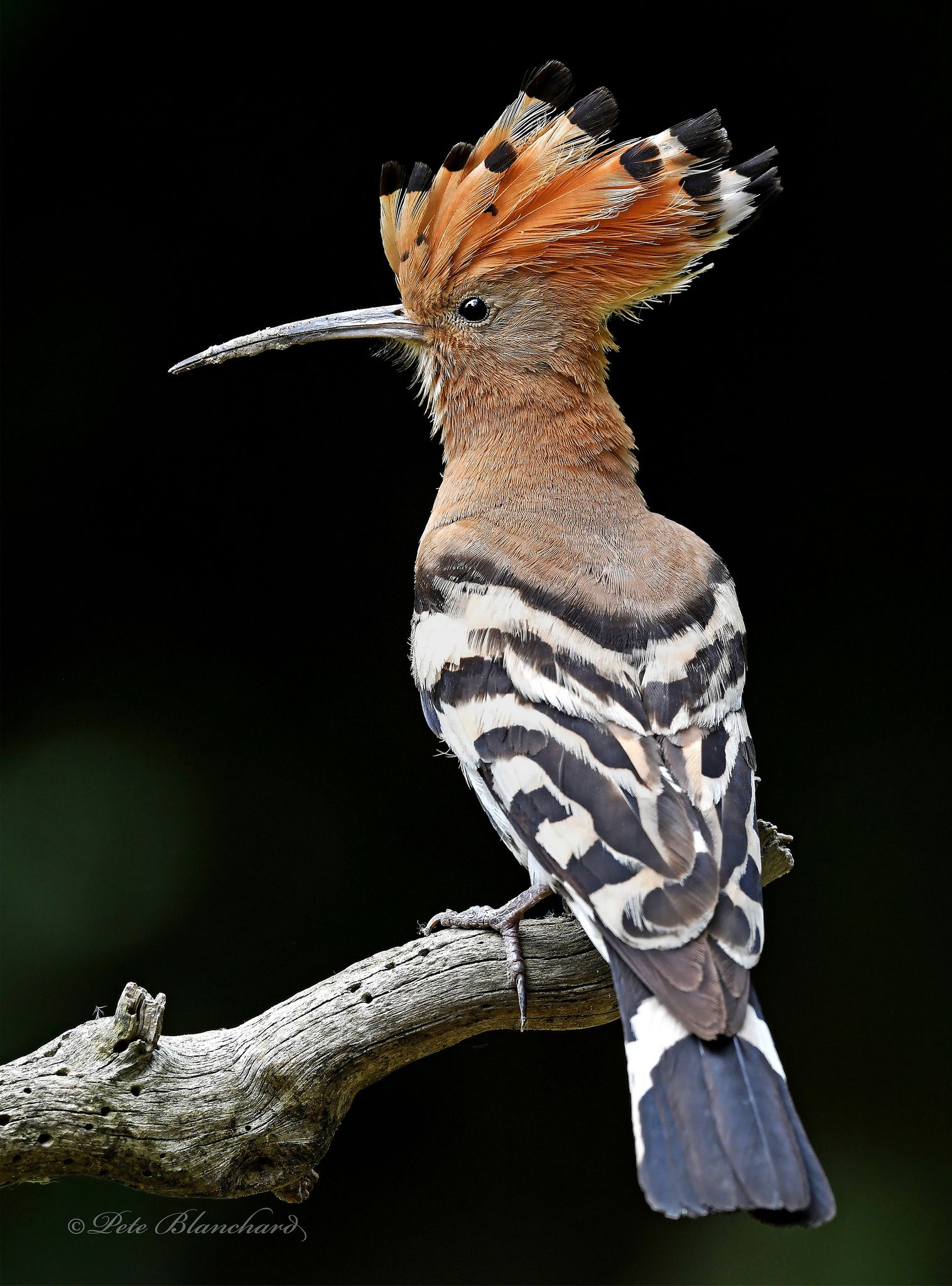 Hoopoe Wallpapers