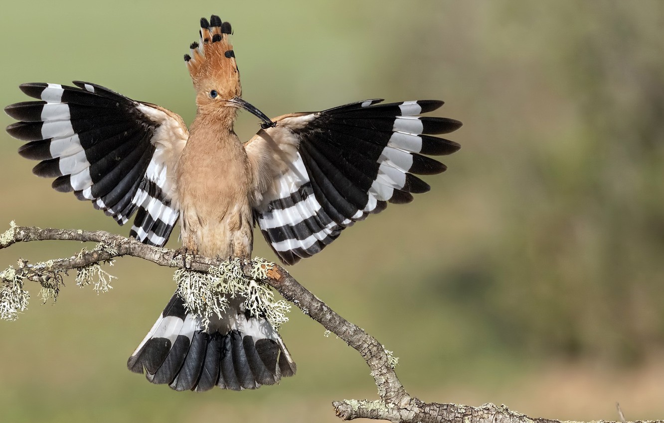 Hoopoe Wallpapers