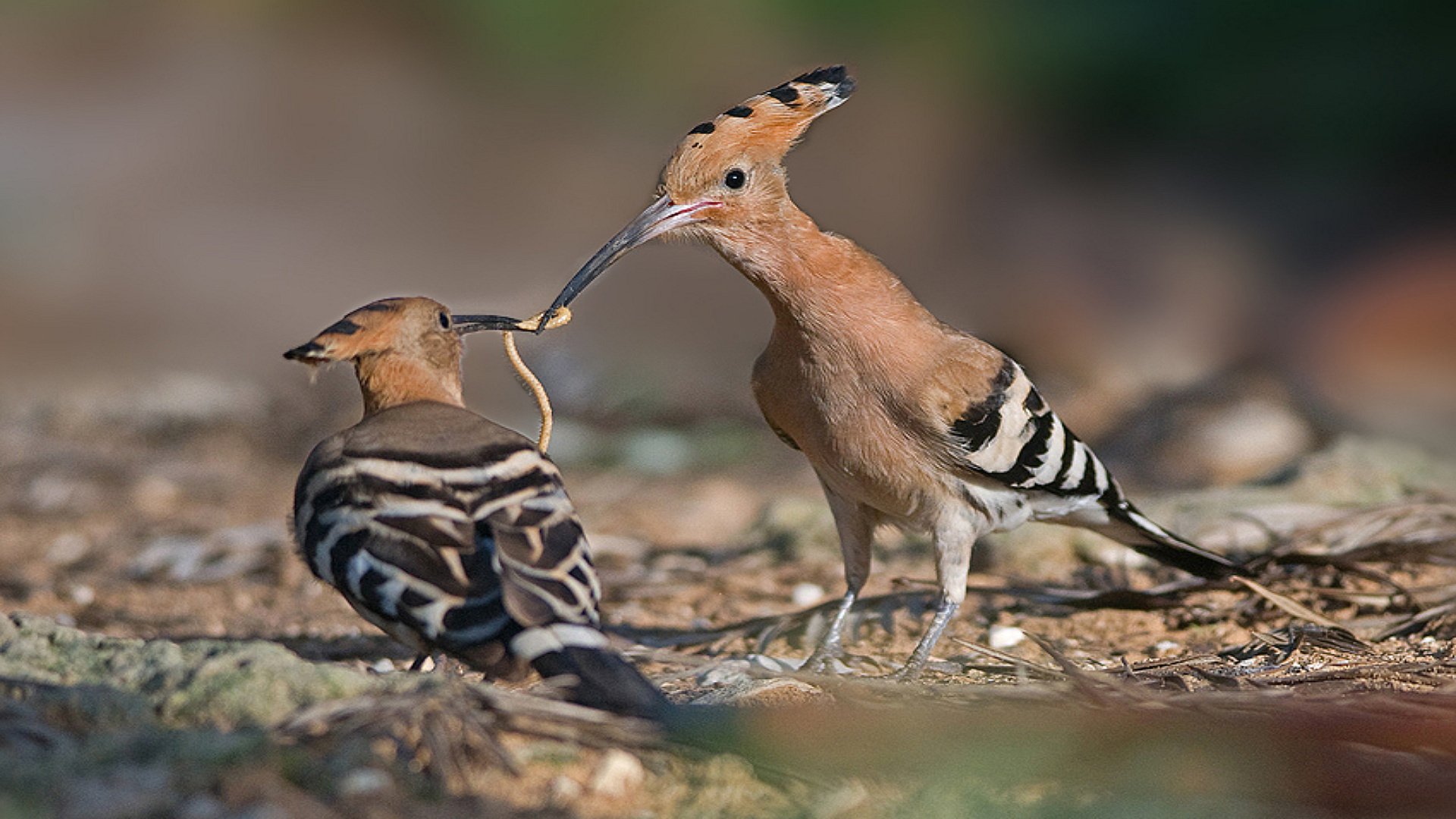 Hoopoe Wallpapers