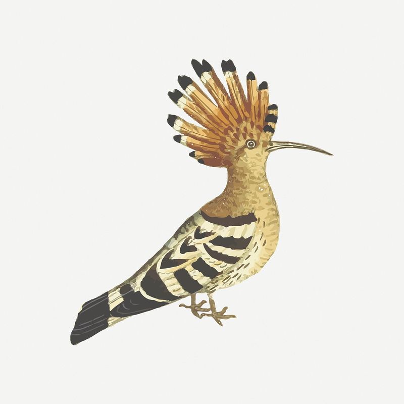 Hoopoe Wallpapers