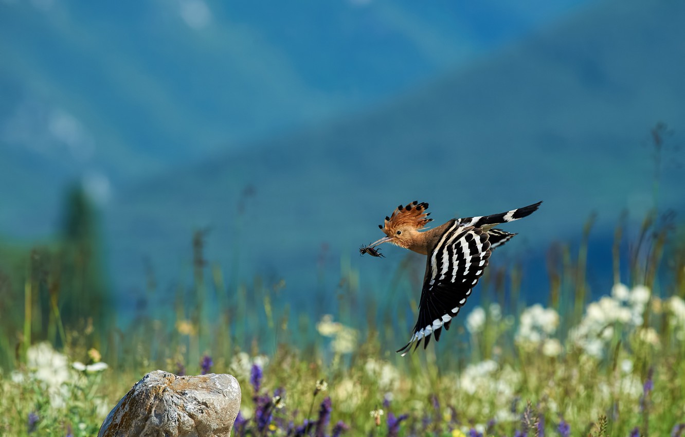 Hoopoe Wallpapers