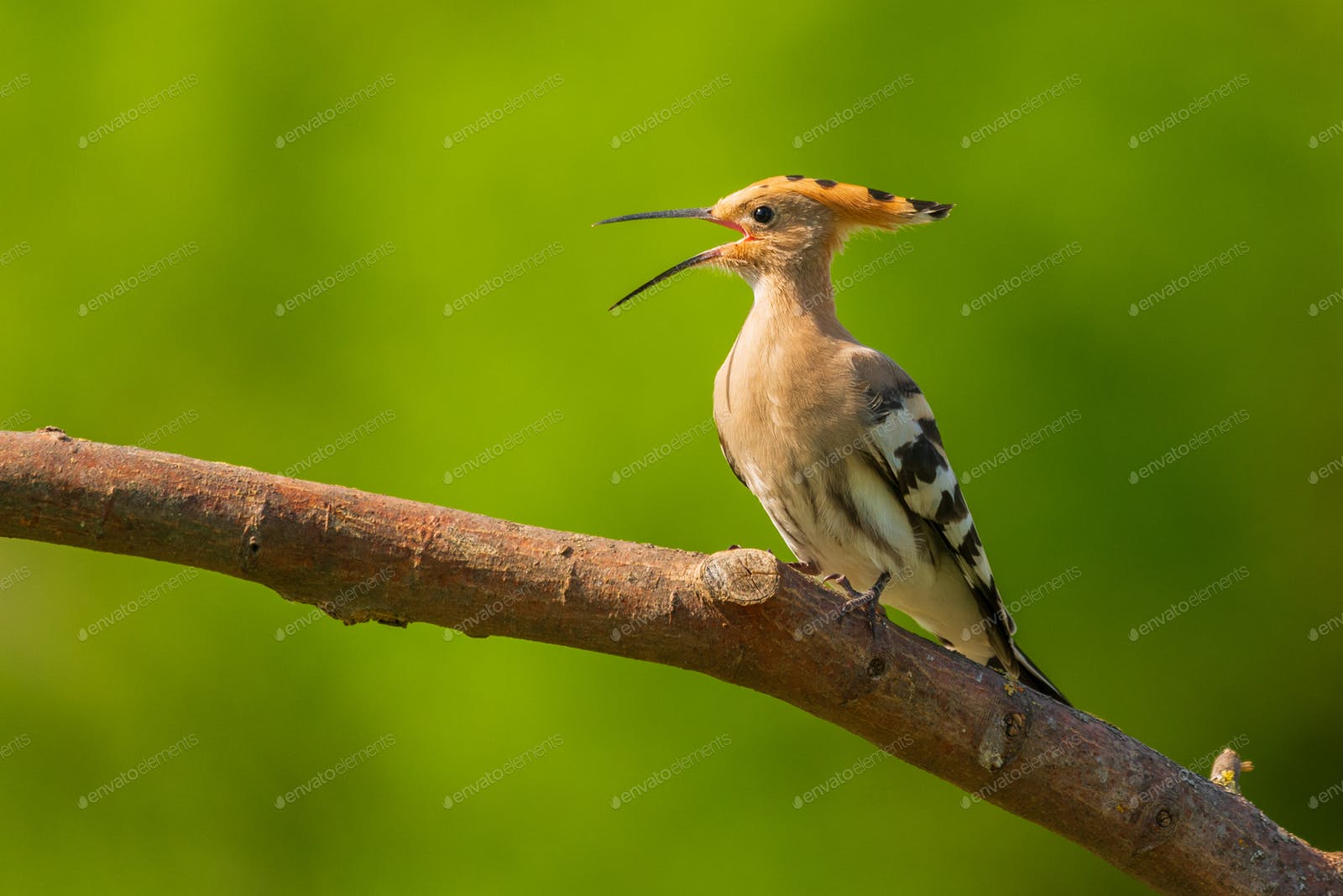 Hoopoe Wallpapers