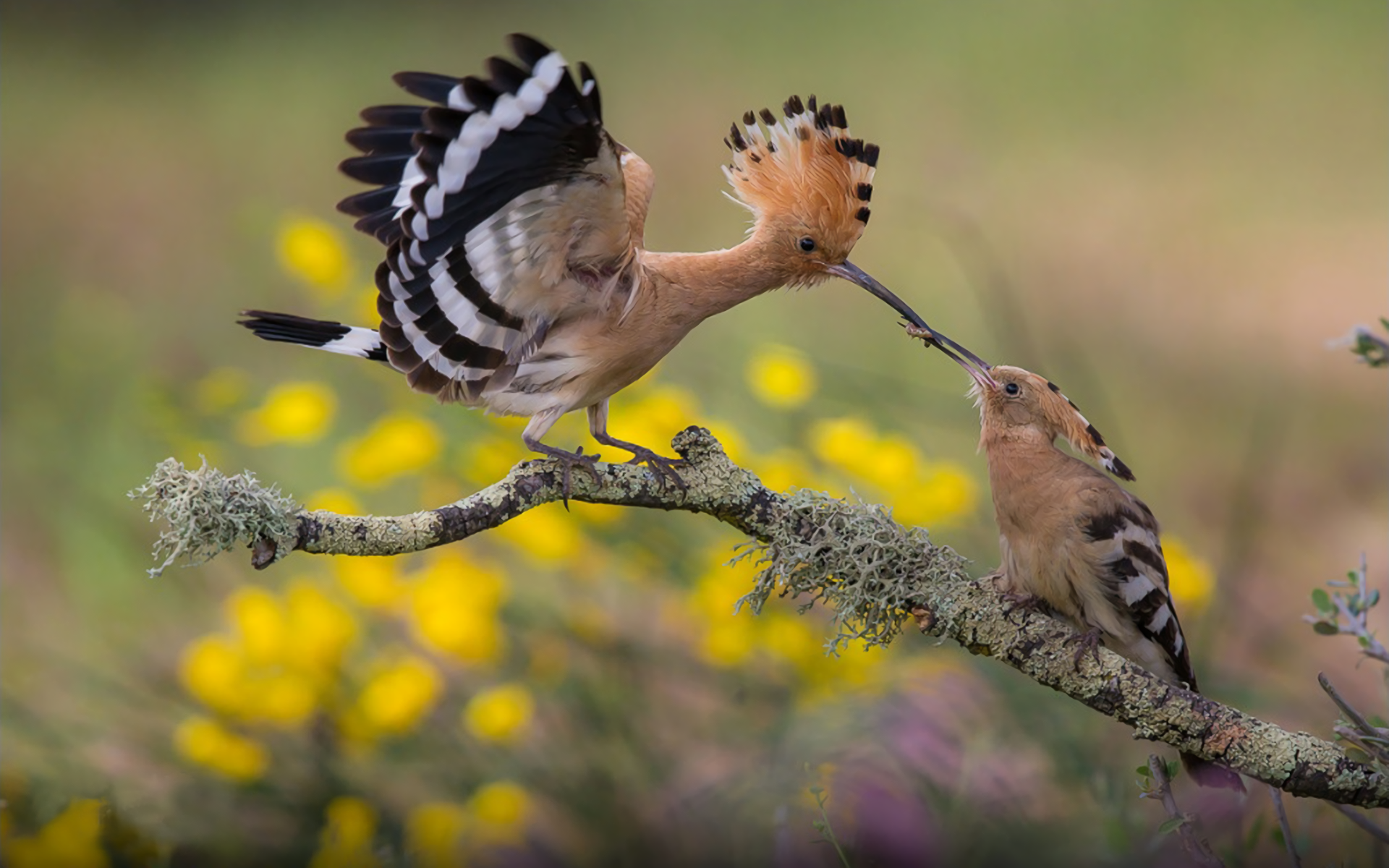 Hoopoe Wallpapers