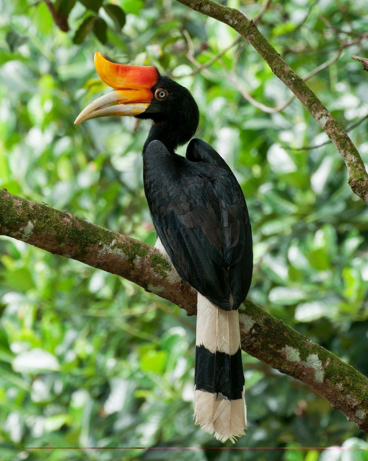 Hornbill Wallpapers