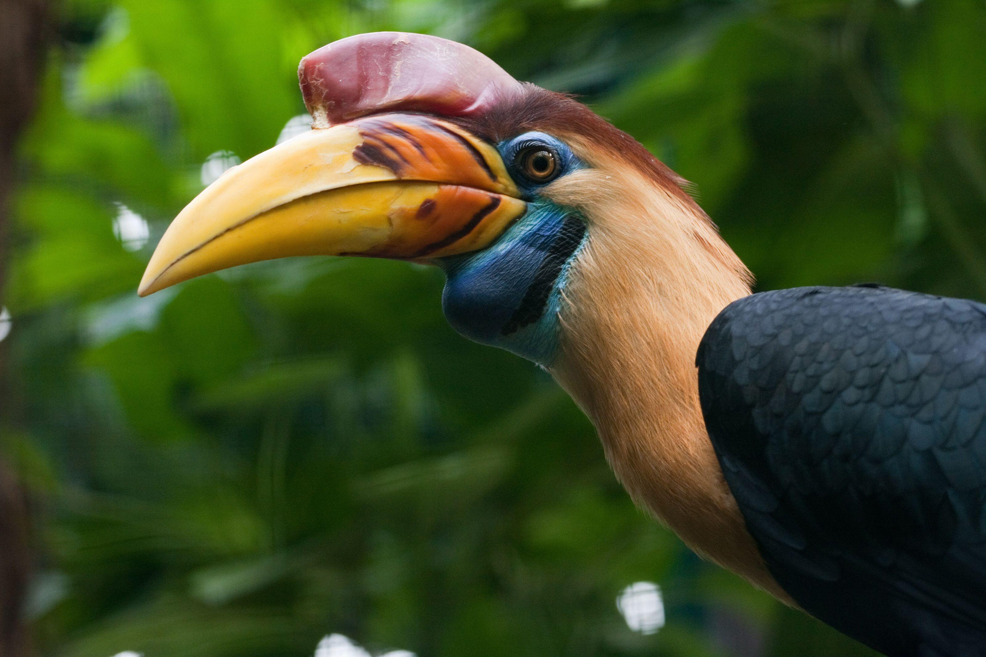 Hornbill Wallpapers