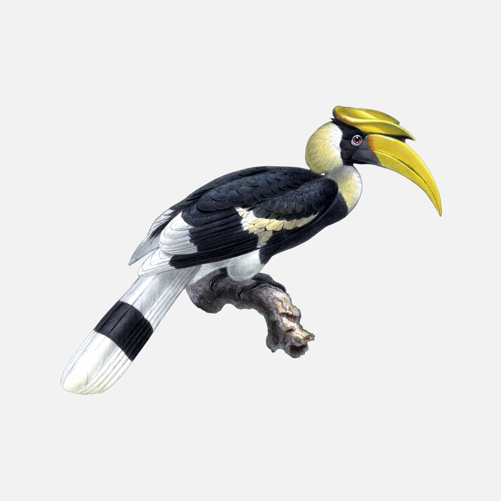 Hornbill Wallpapers