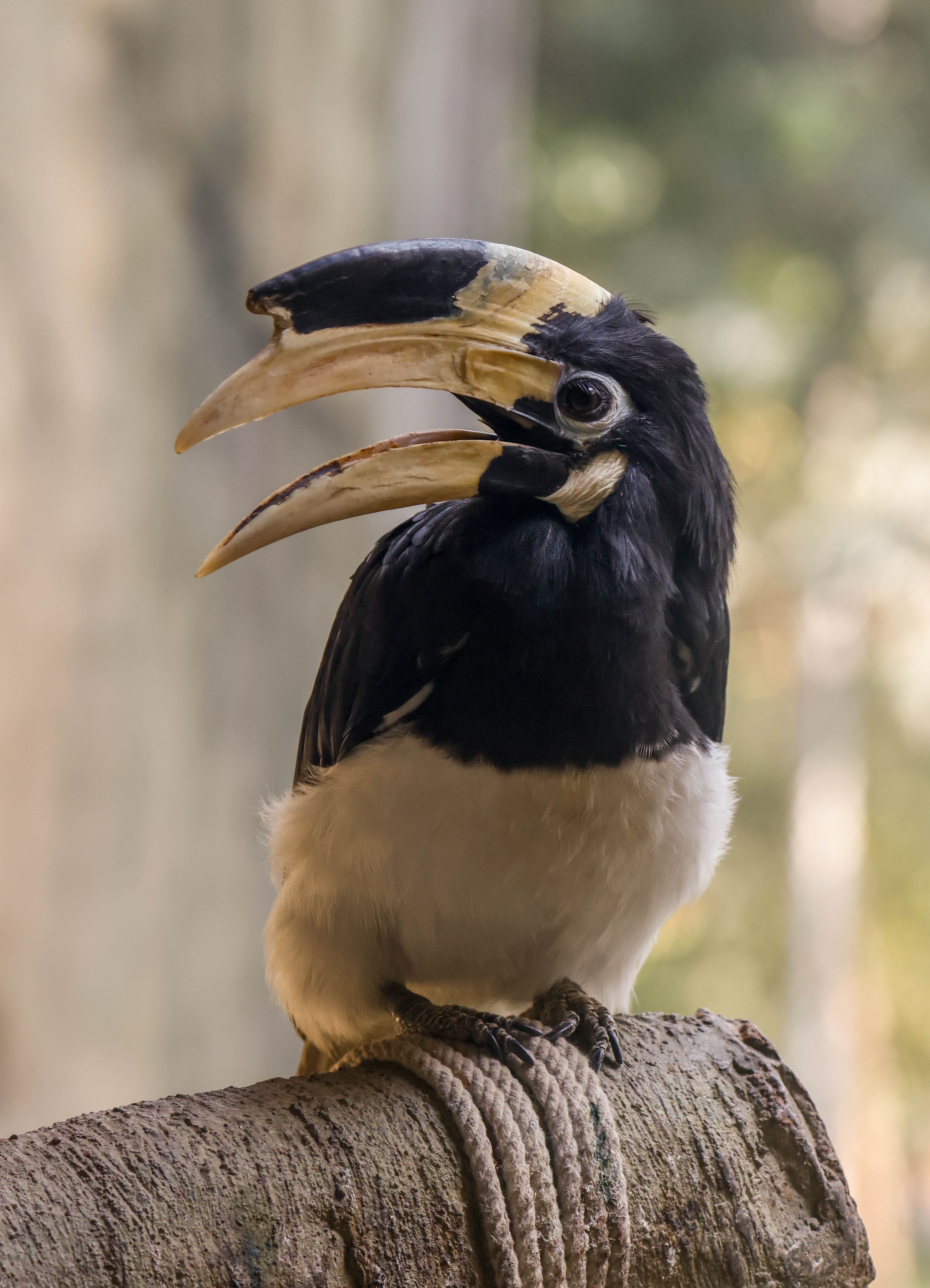 Hornbill Wallpapers