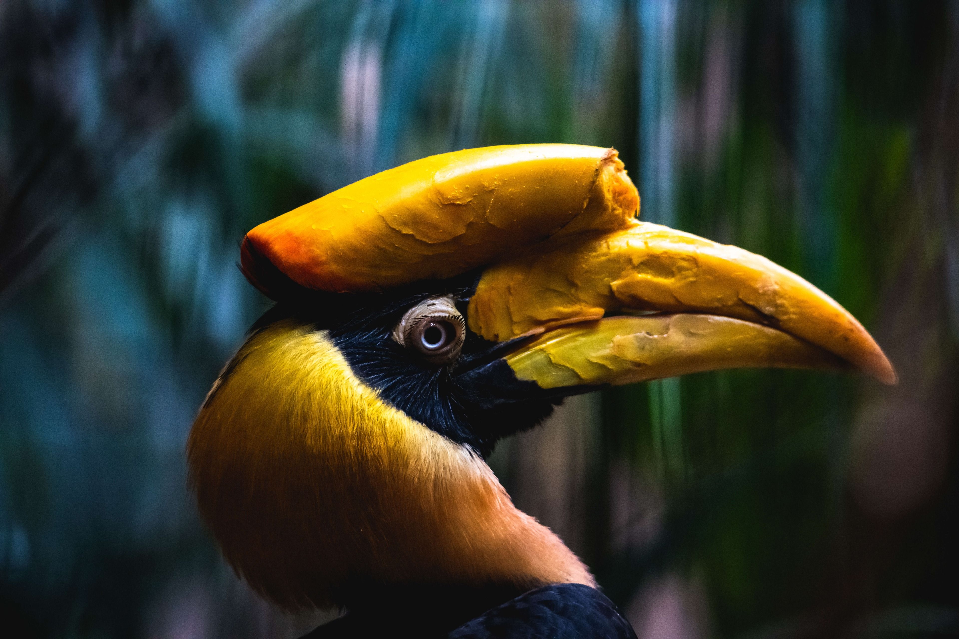 Hornbill Wallpapers