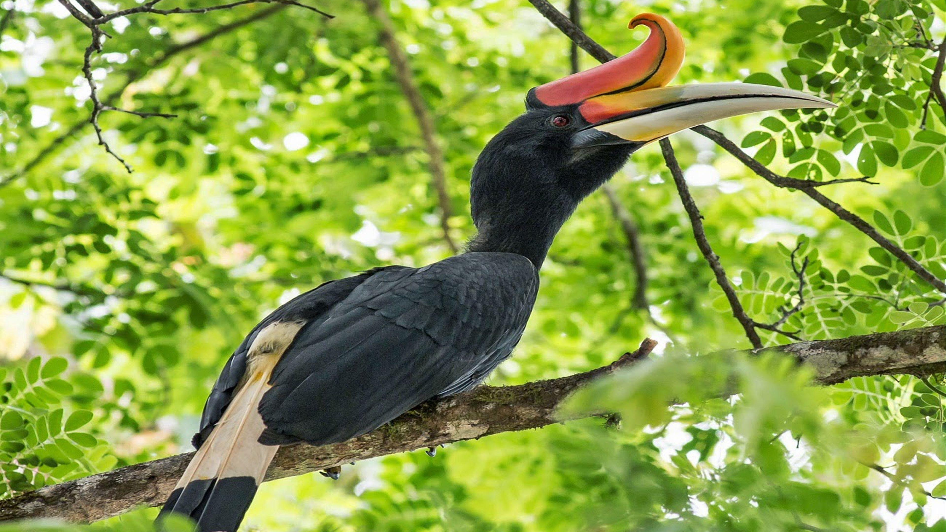 Hornbill Wallpapers