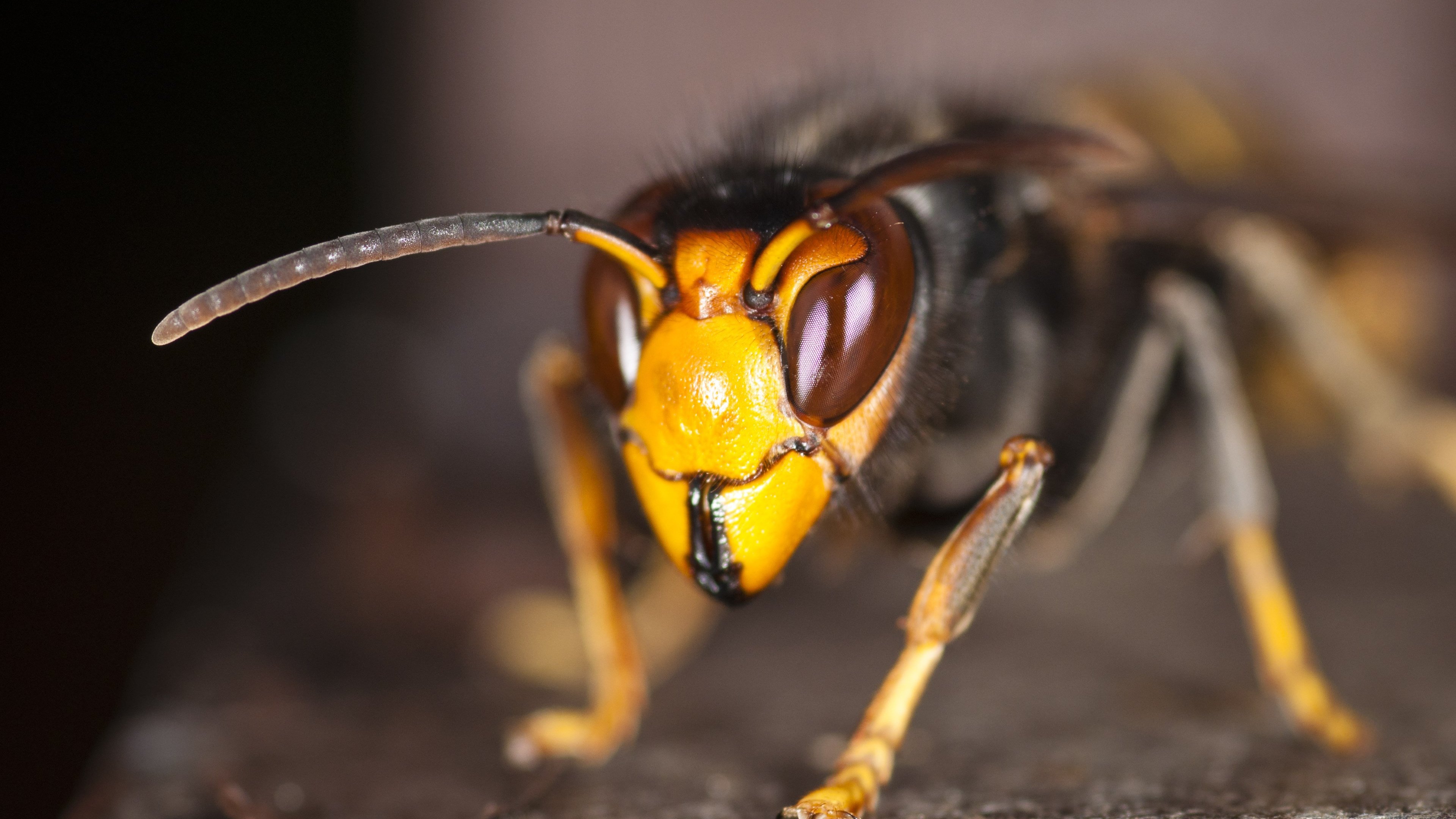 Hornet Insect Wallpapers