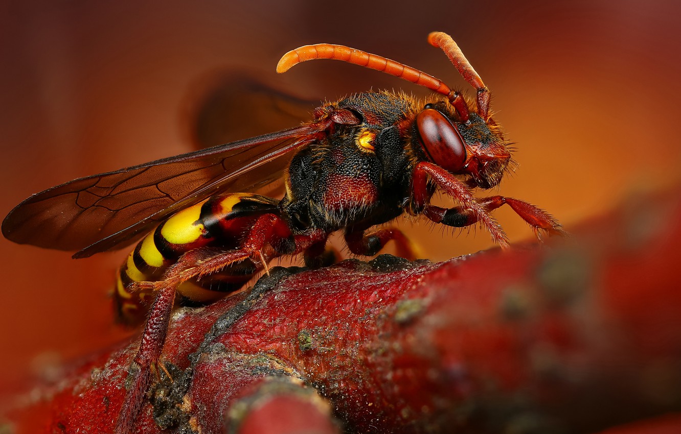 Hornet Insect Wallpapers