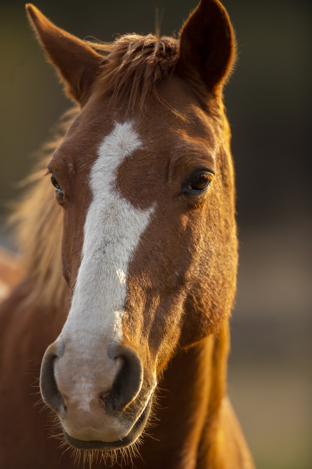 Horse Wallpapers