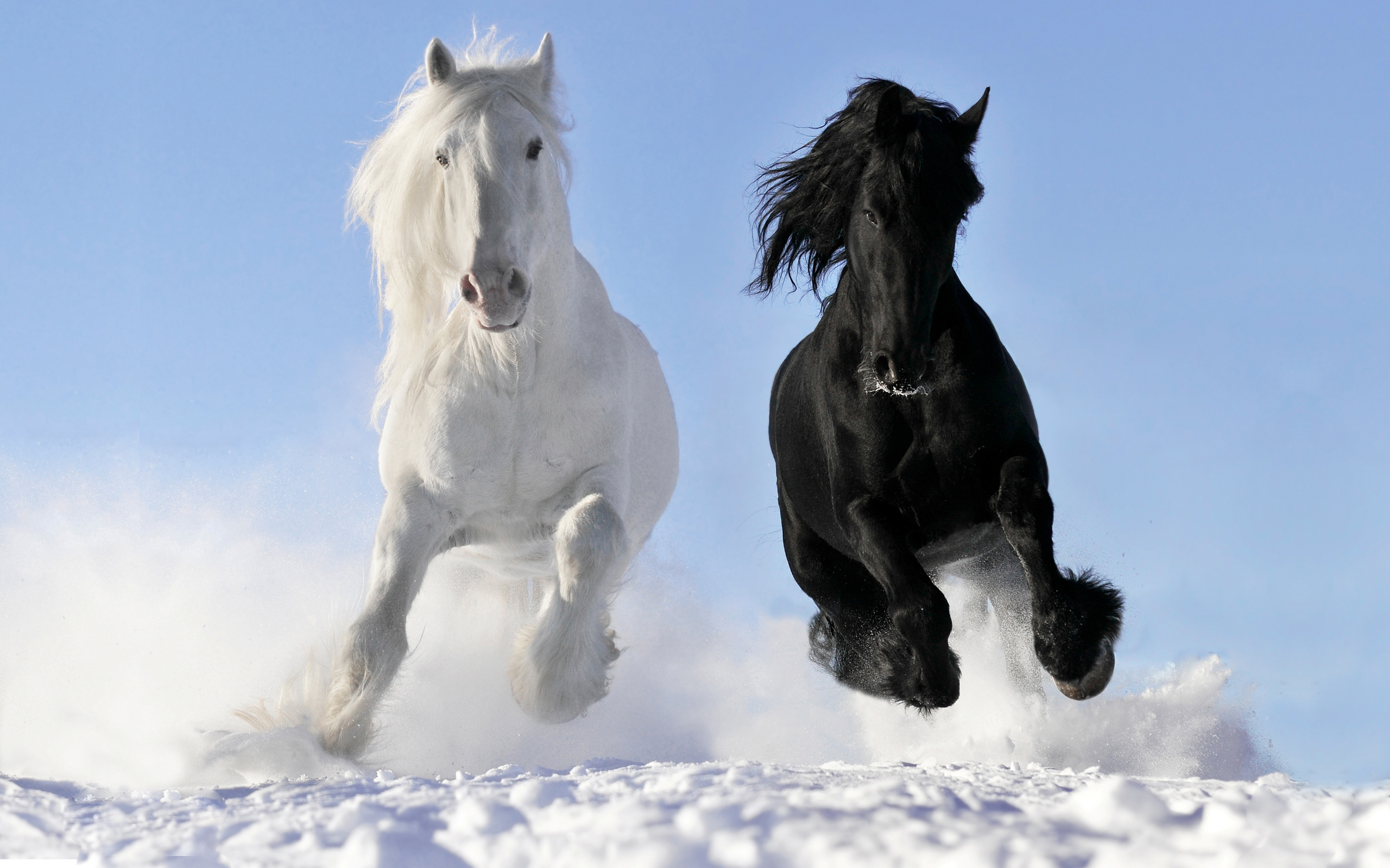 Horse Wallpapers