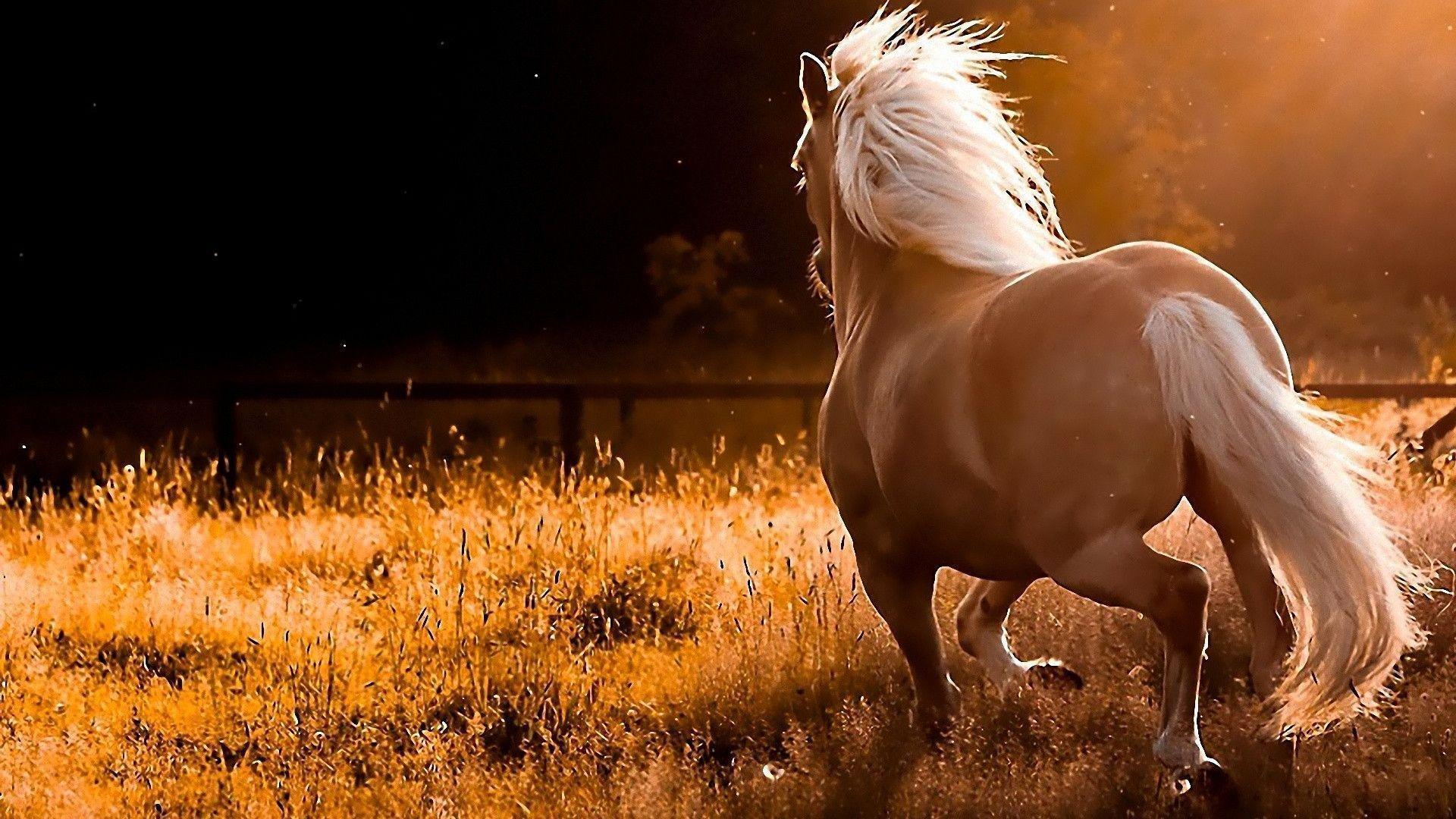 Horse Wallpapers