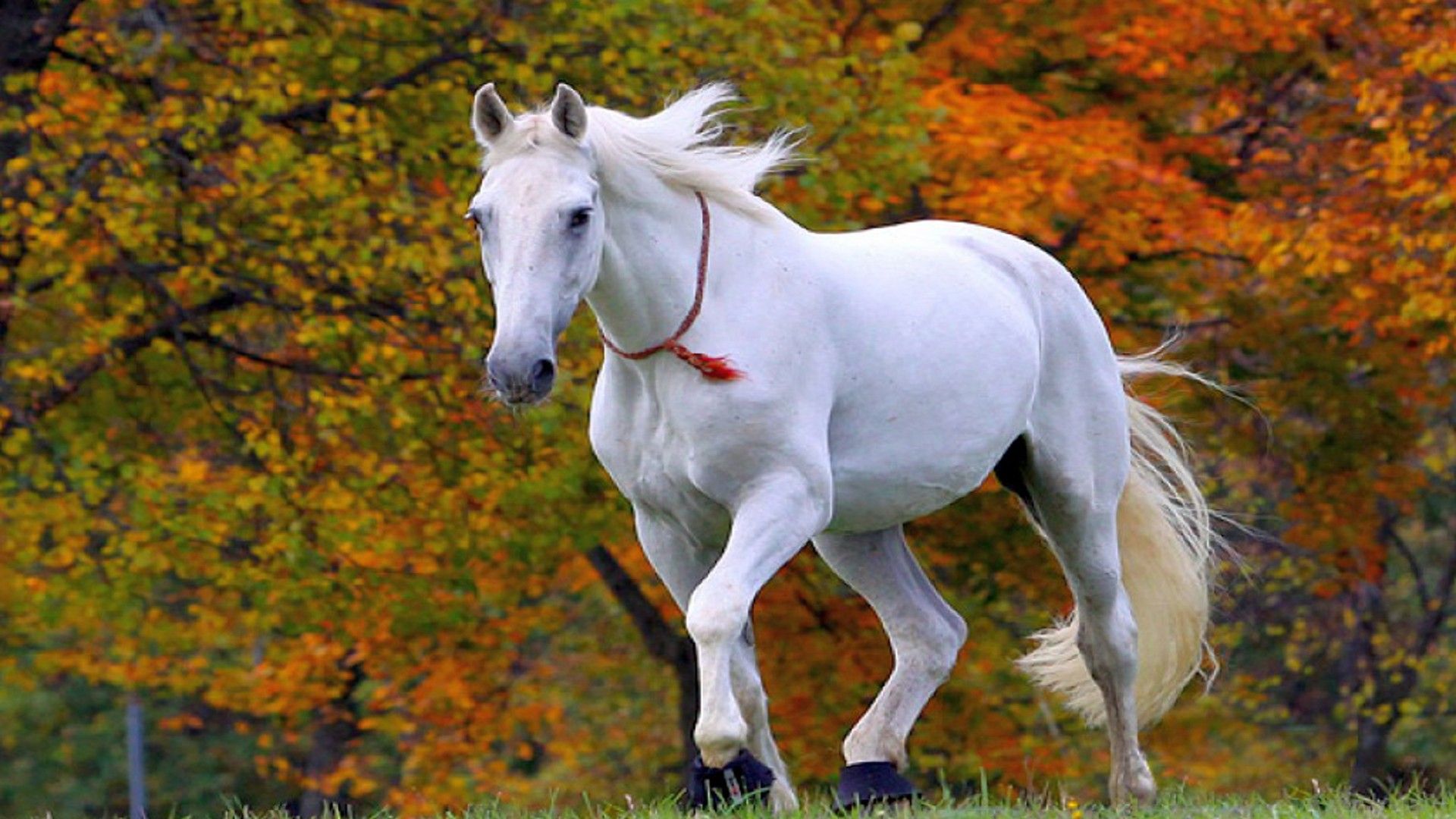 Horse Wallpapers