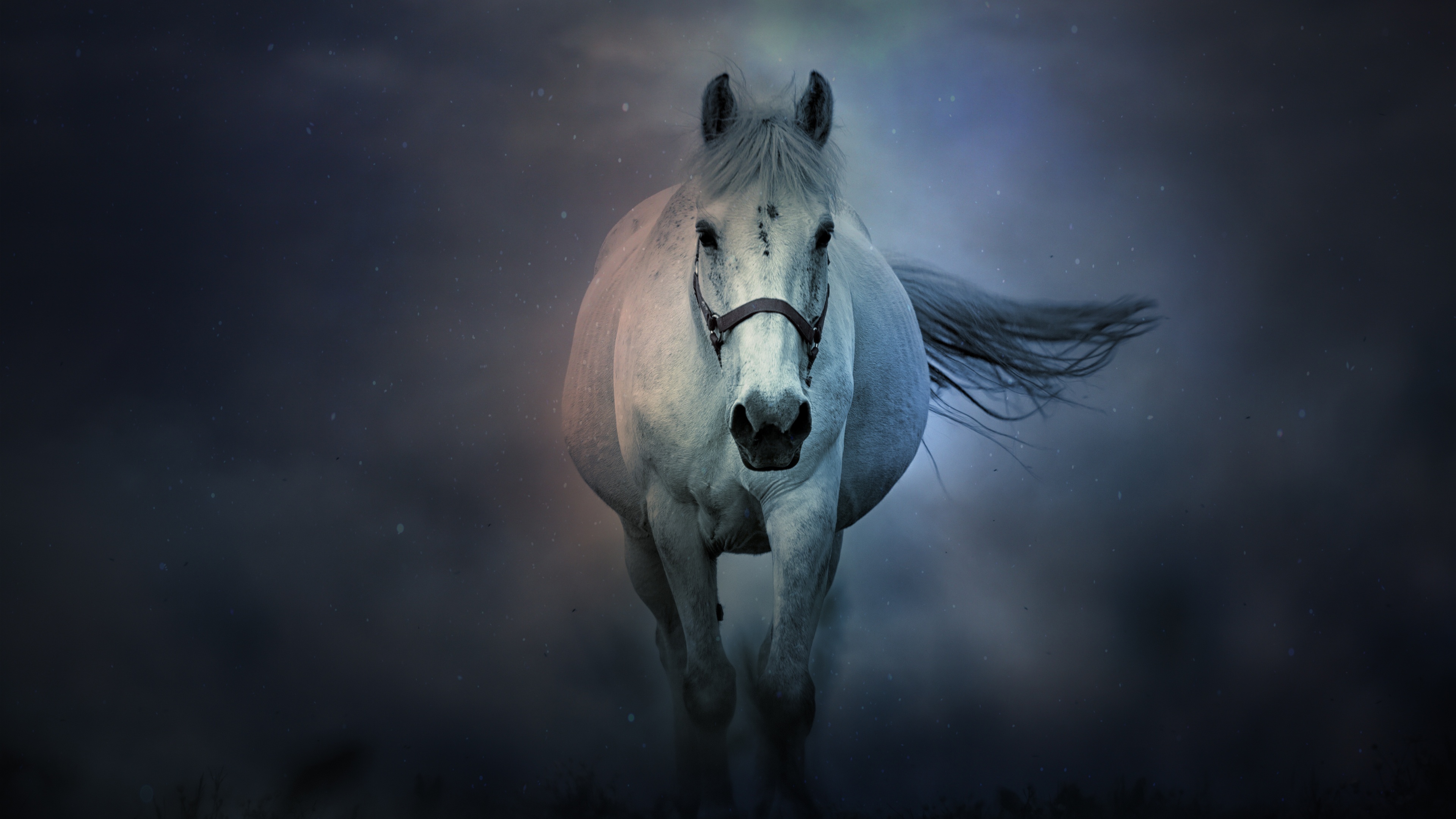 Horse Wallpapers