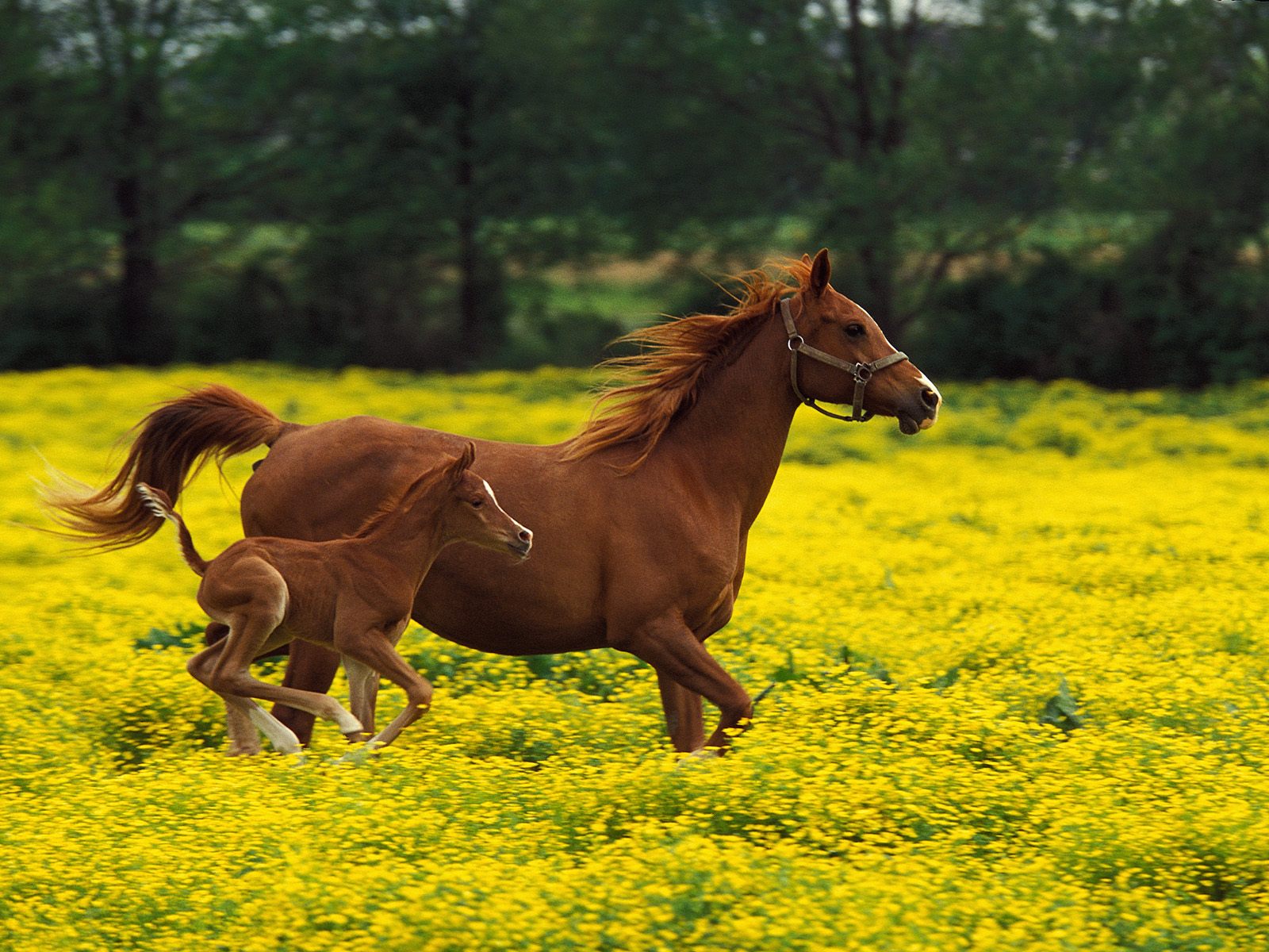 Horse Wallpapers