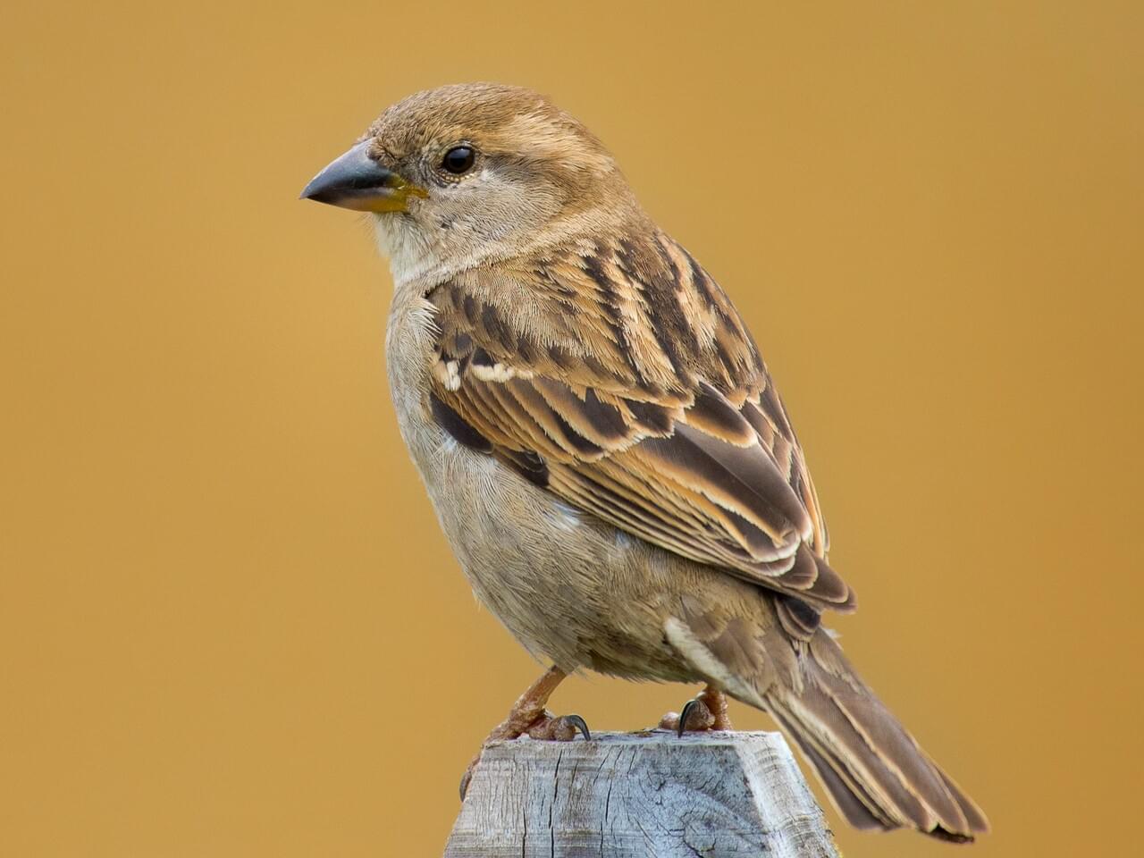 House Sparrow Wallpapers