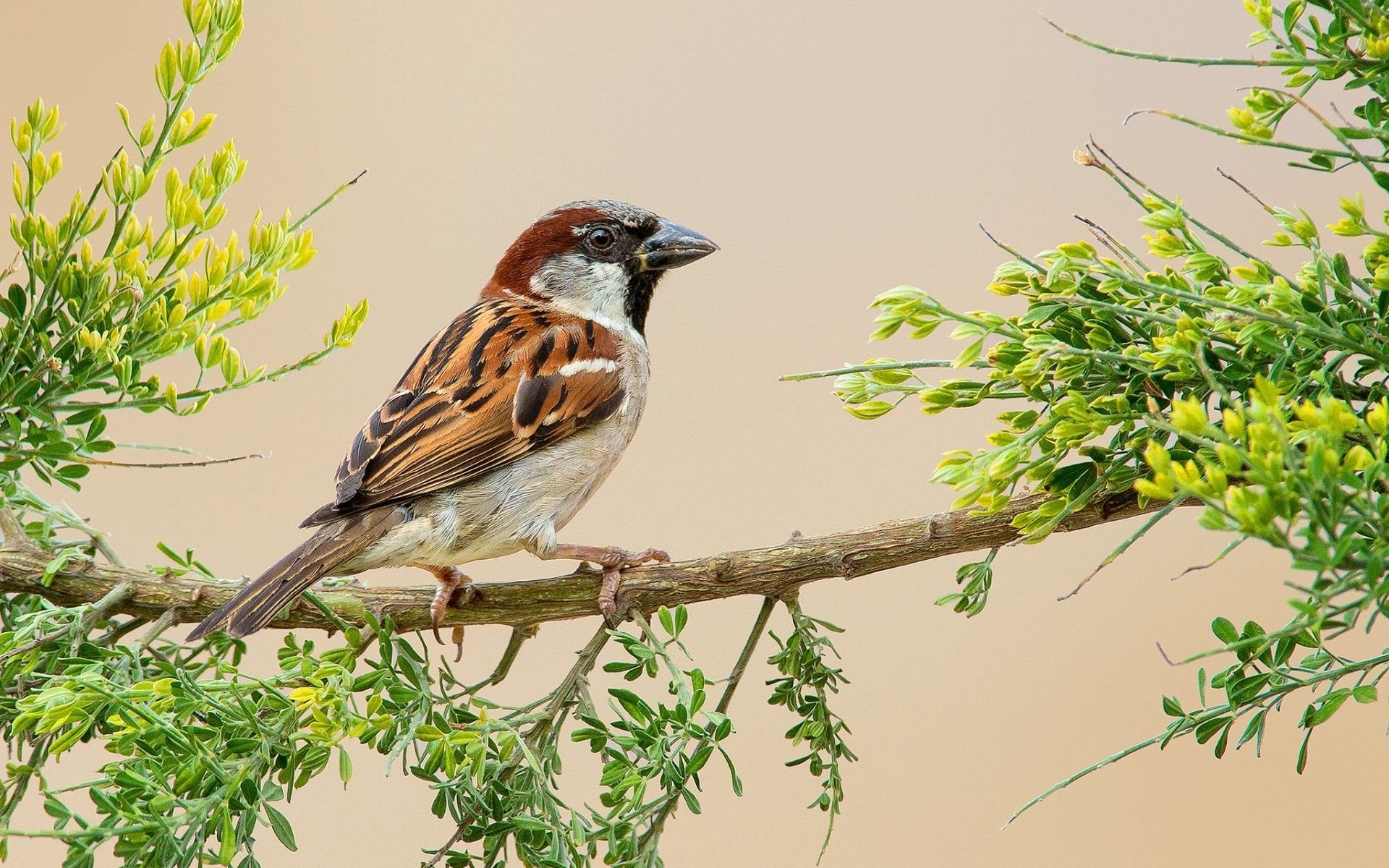 House Sparrow Wallpapers