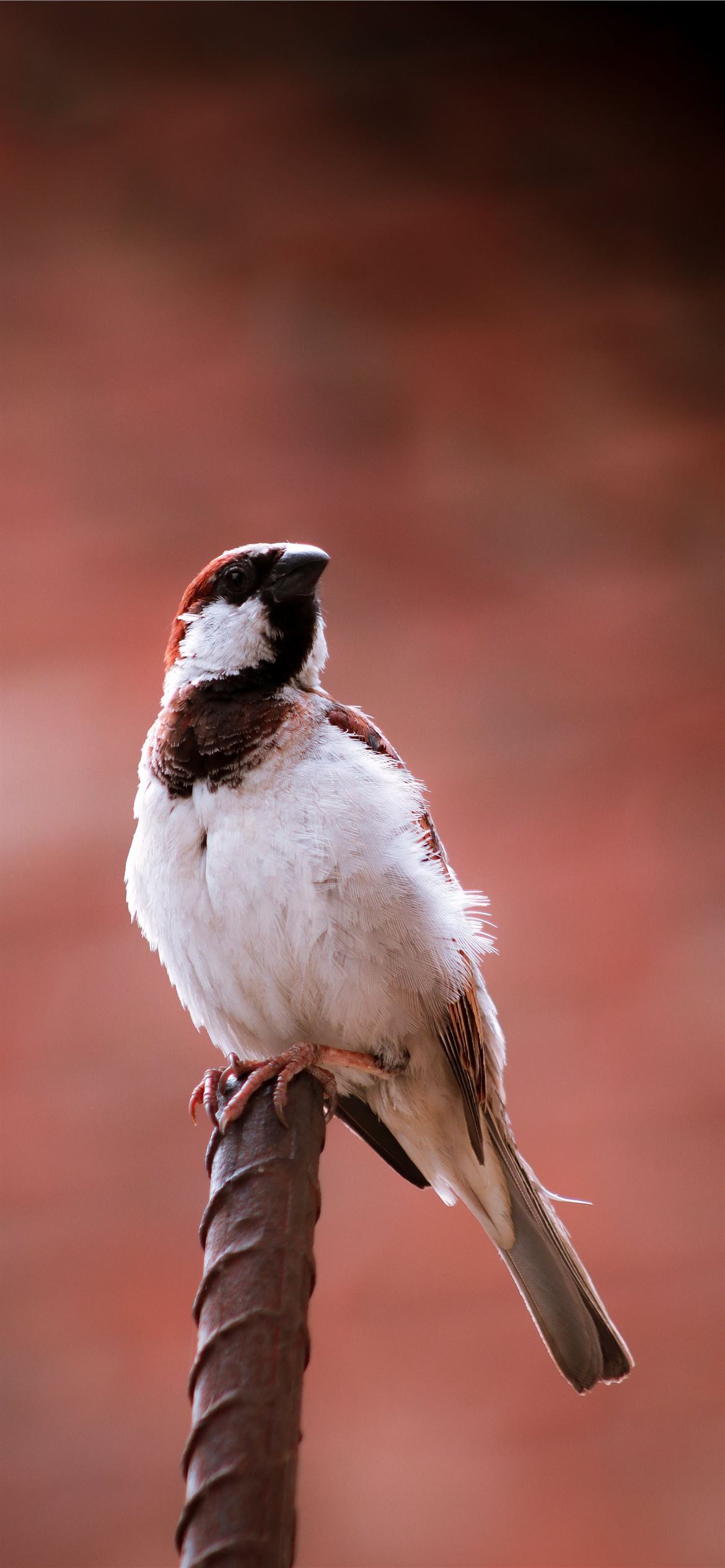 House Sparrow Wallpapers