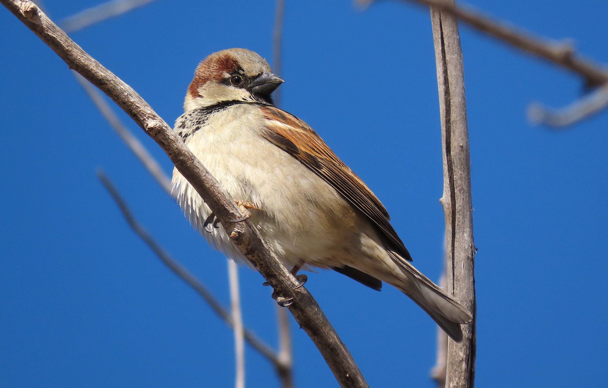 House Sparrow Wallpapers