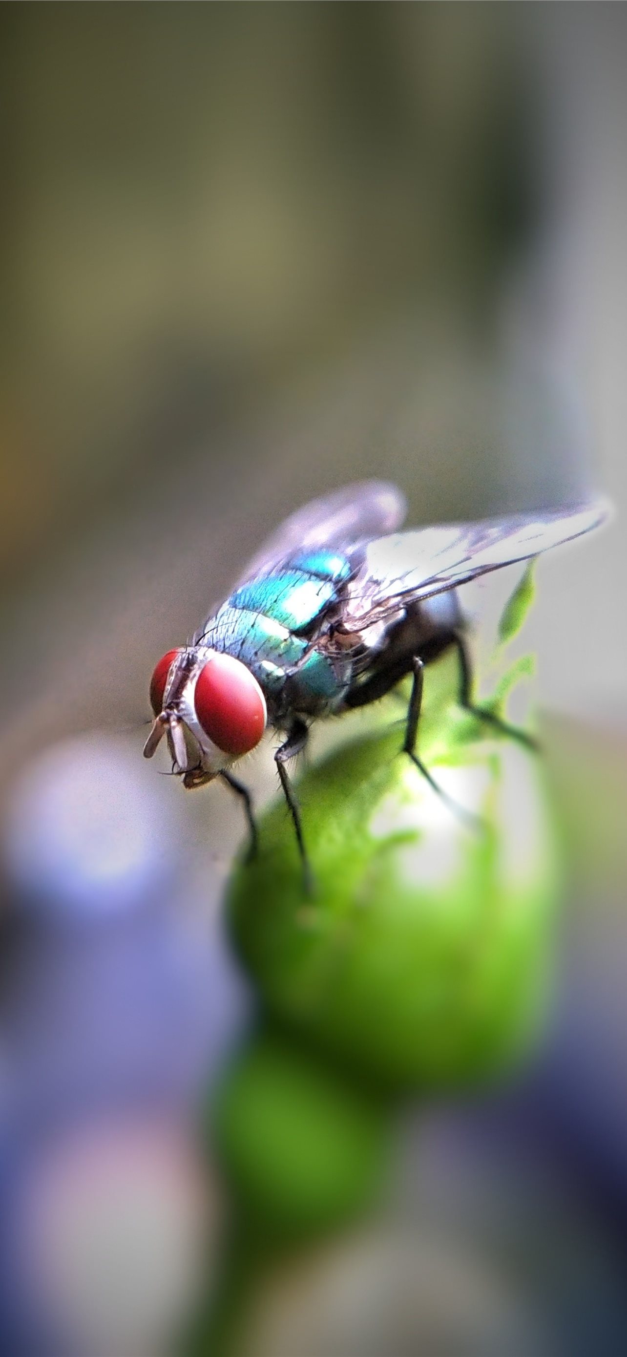 Housefly Wallpapers