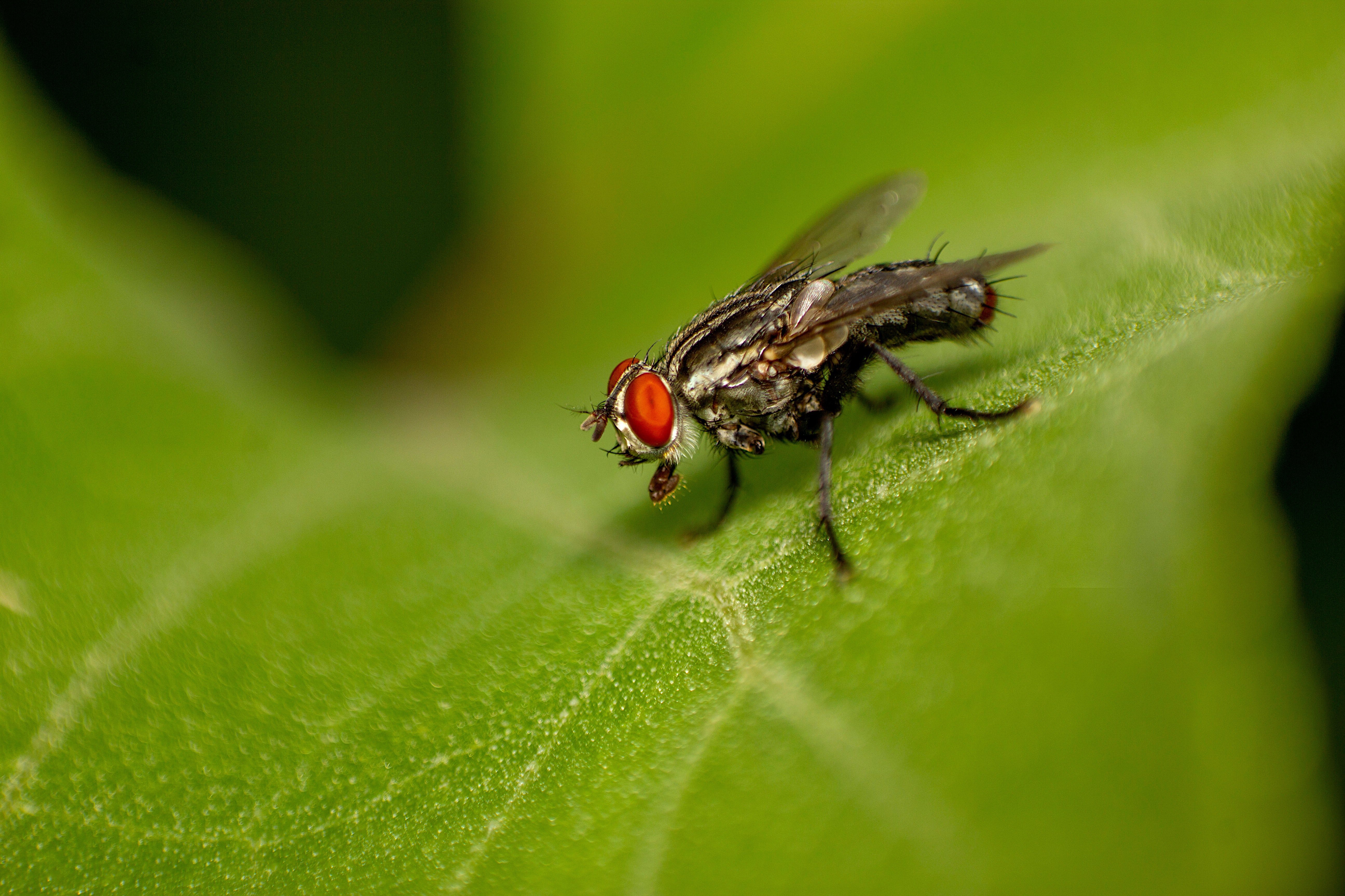 Housefly Wallpapers