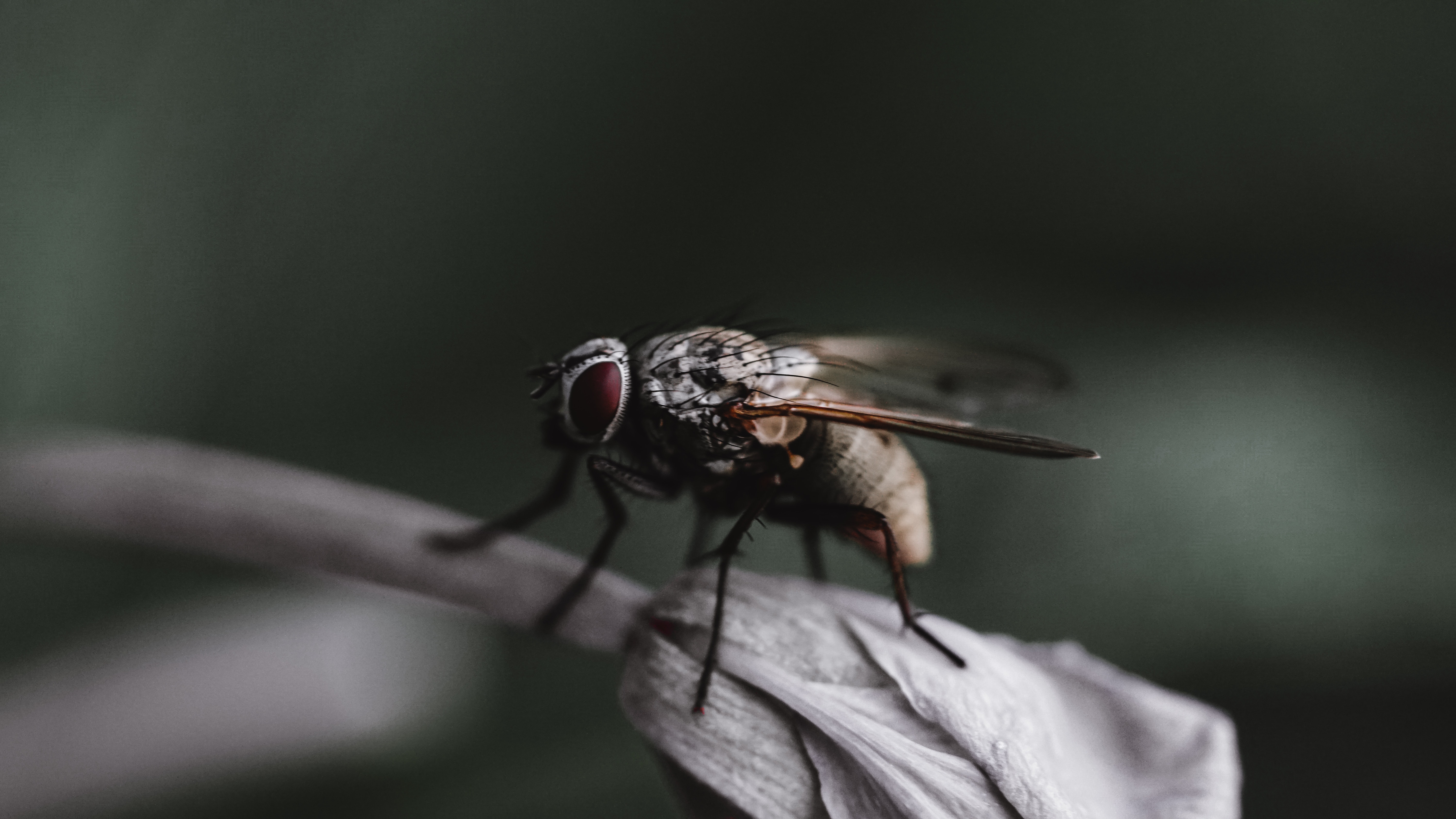 Housefly Wallpapers