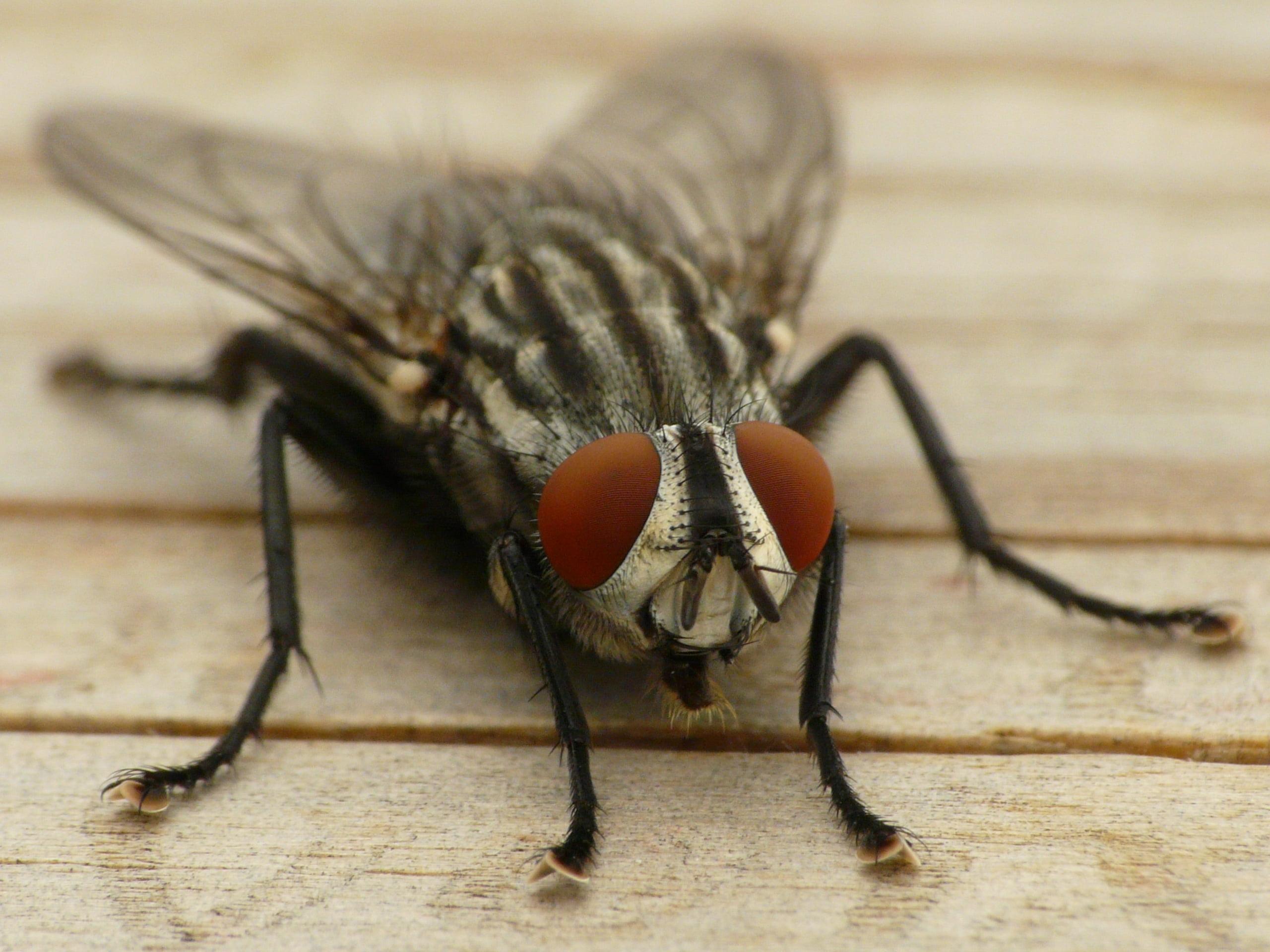 Housefly Wallpapers