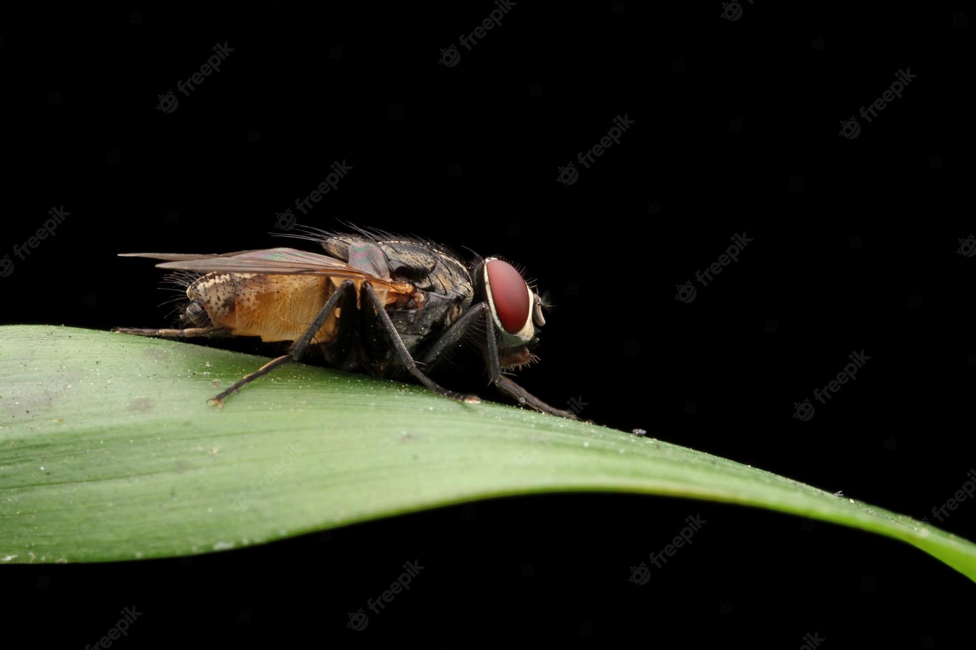 Housefly Wallpapers