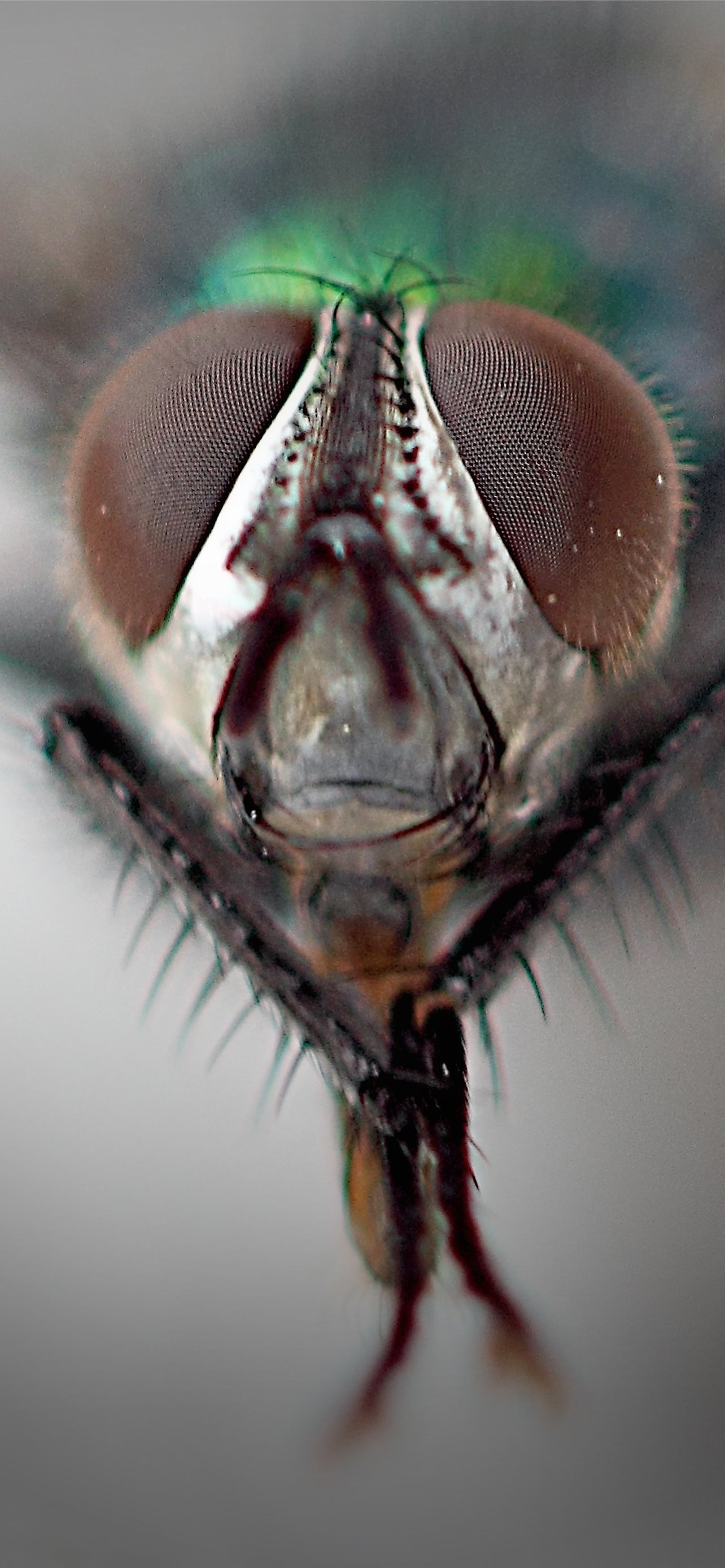 Housefly Wallpapers