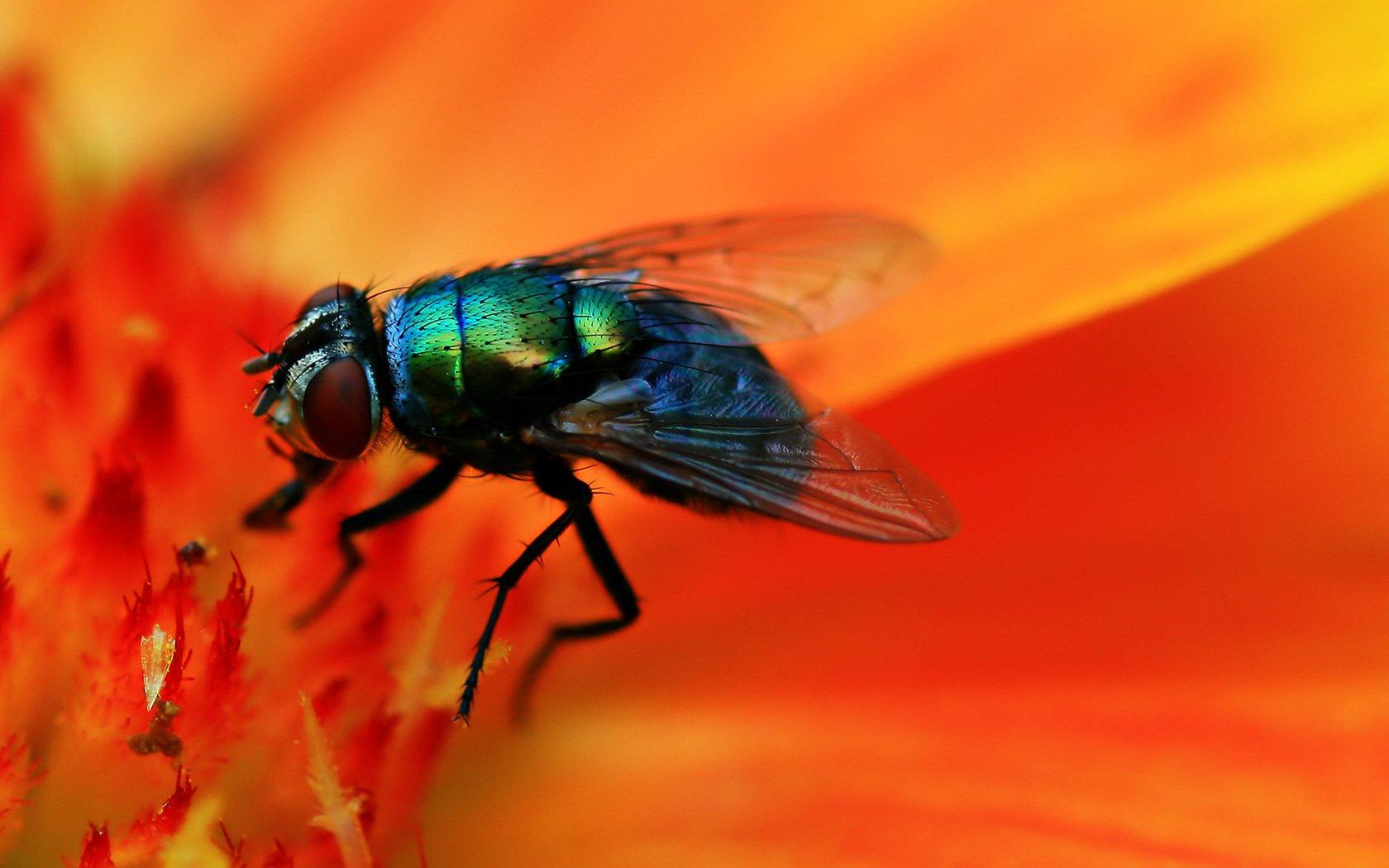 Housefly Wallpapers