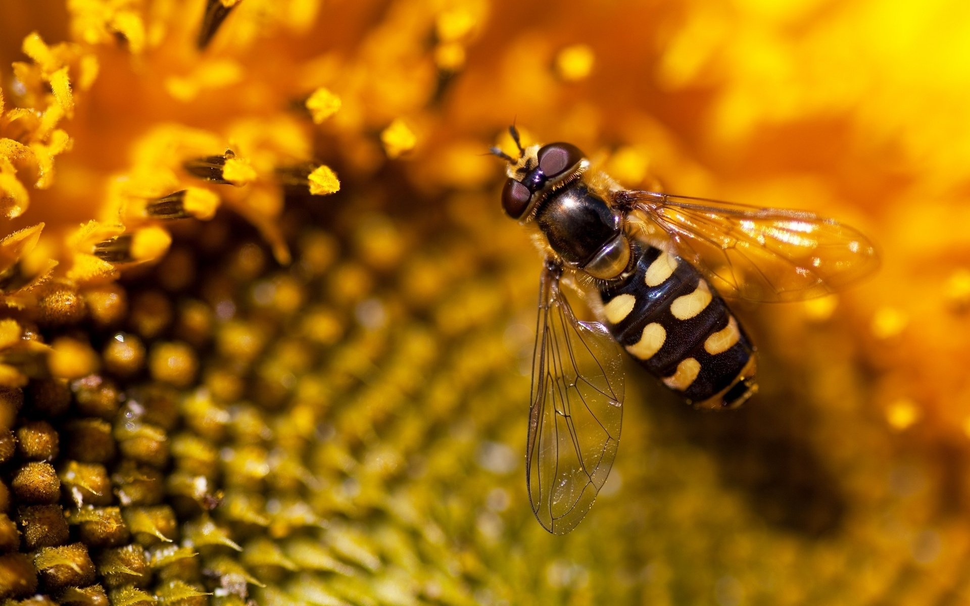 Hoverfly Wallpapers