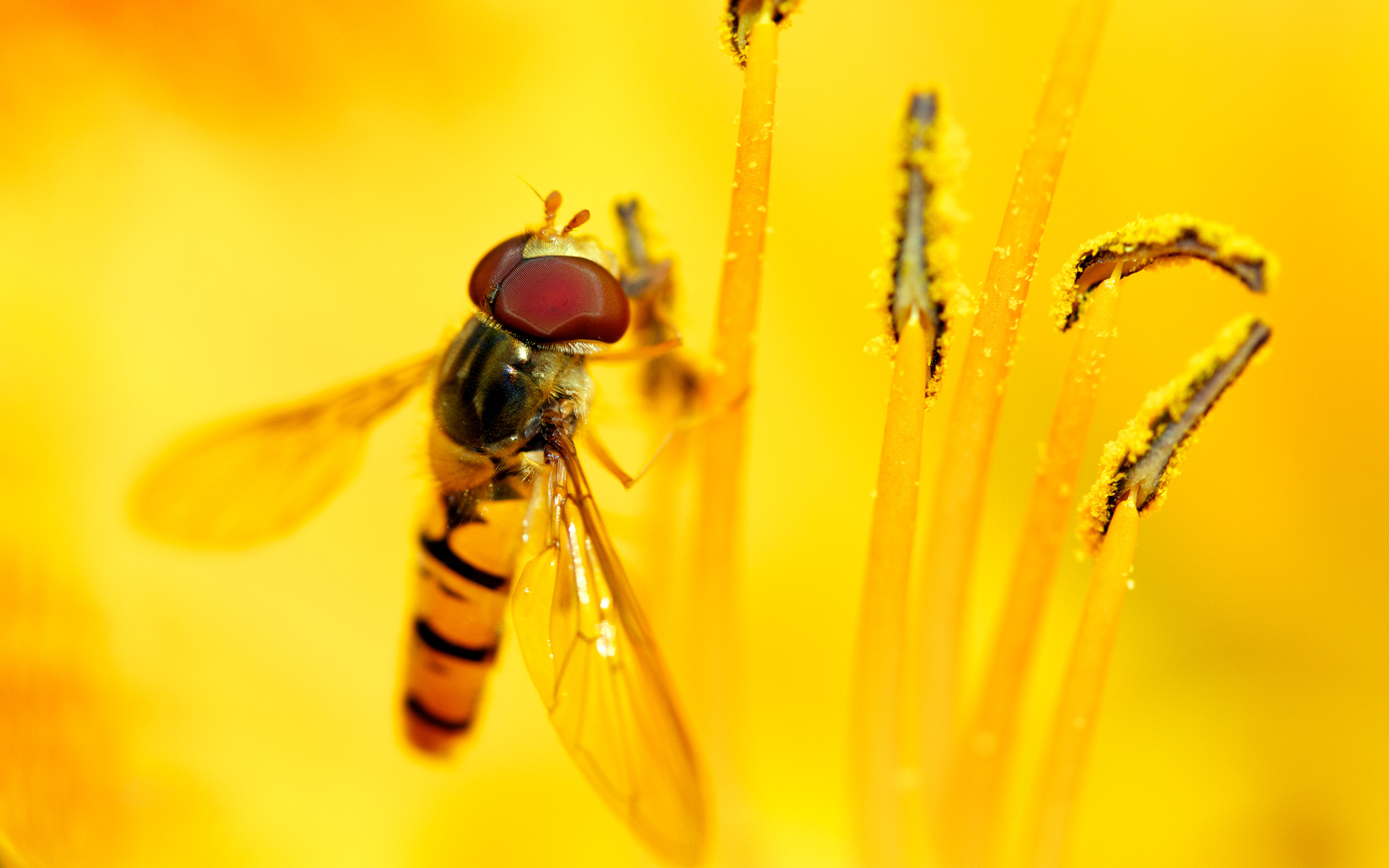 Hoverfly Wallpapers